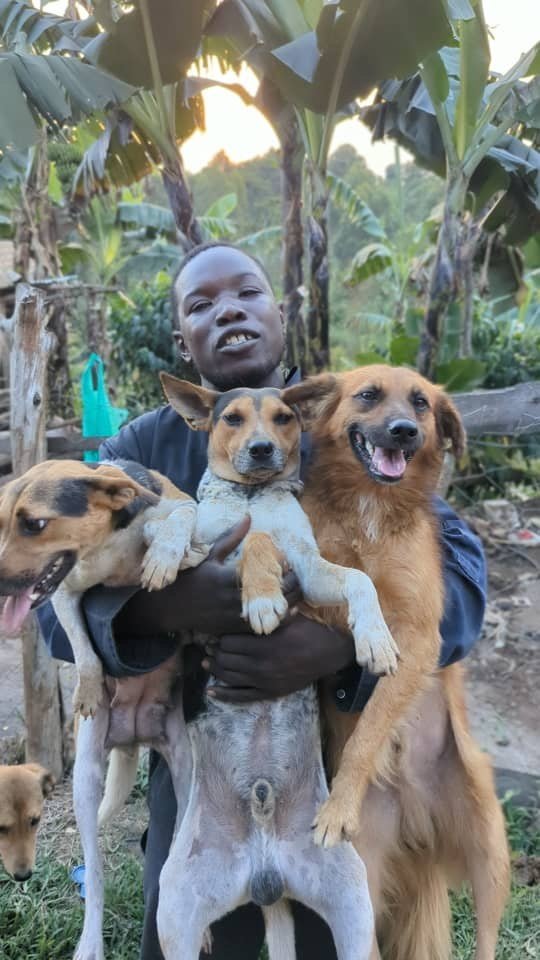 30 stray dogs will loose their home and life ! campaign photo, 2 of 5