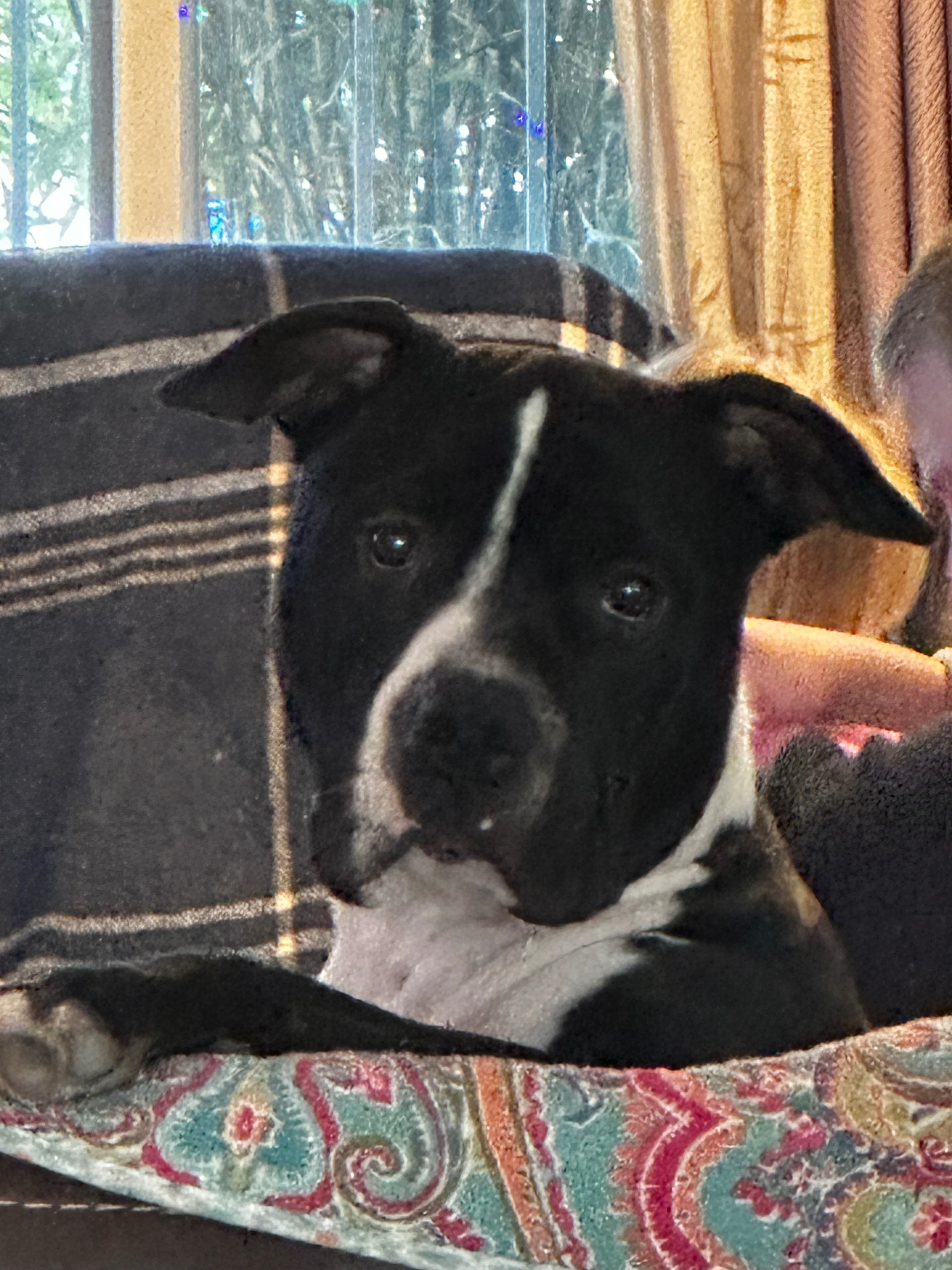 A Shelter Rescue Named Pachi Needs Emergency Vet Care campaign photo, 8 of 9