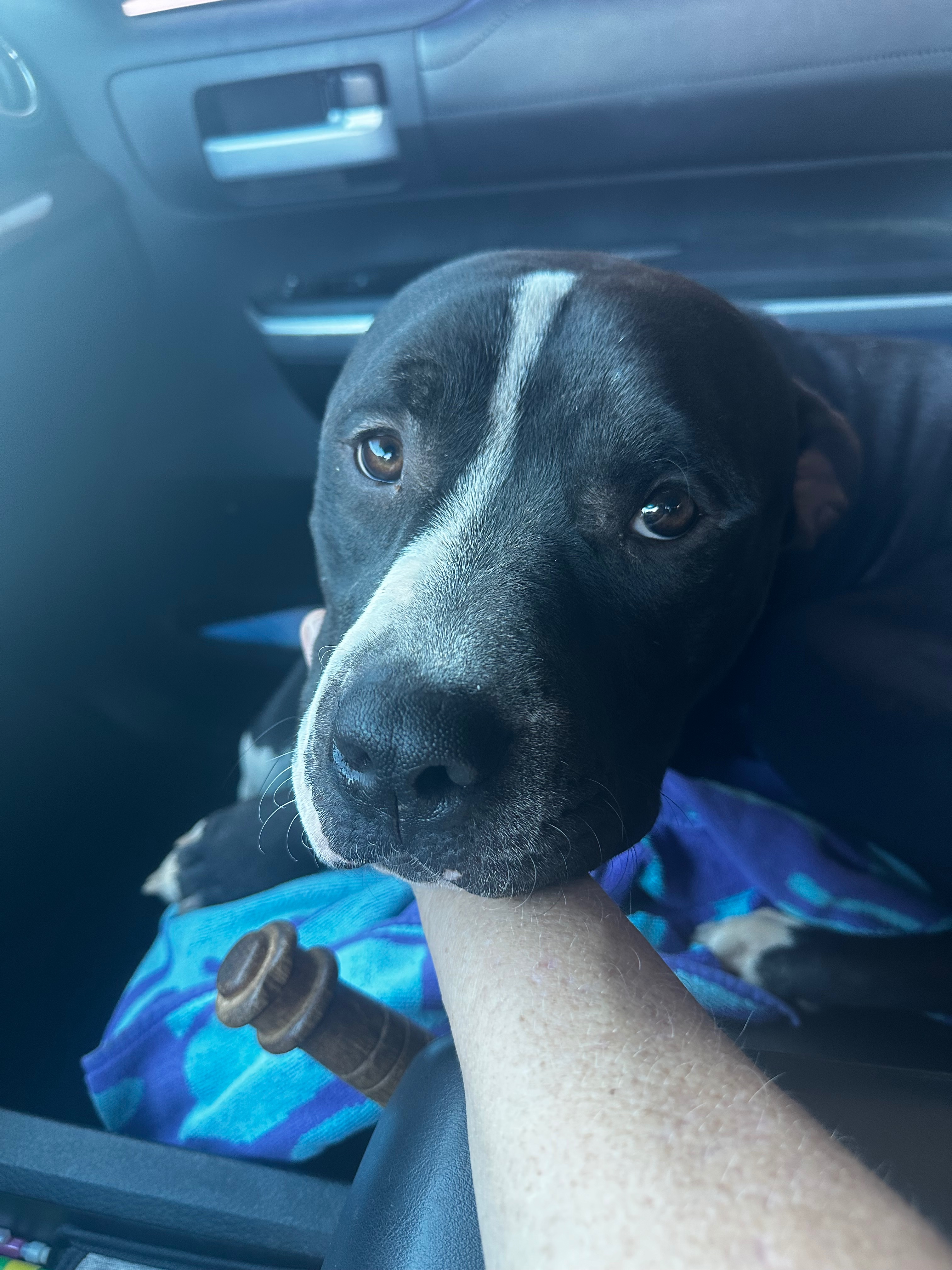 A Shelter Rescue Named Pachi Needs Emergency Vet Care campaign photo, 4 of 9