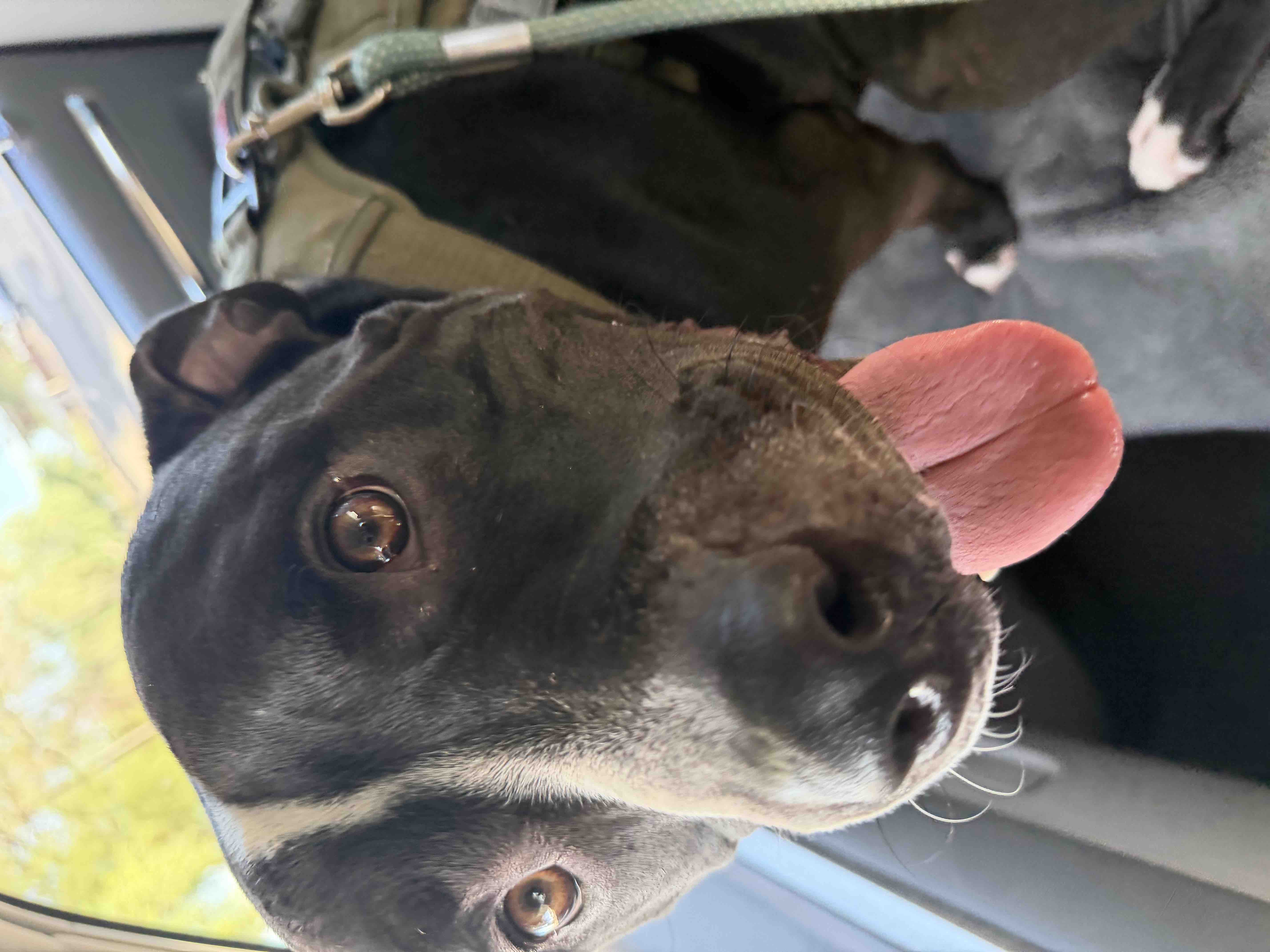 A Shelter Rescue Named Pachi Needs Emergency Vet Care campaign photo, 6 of 9
