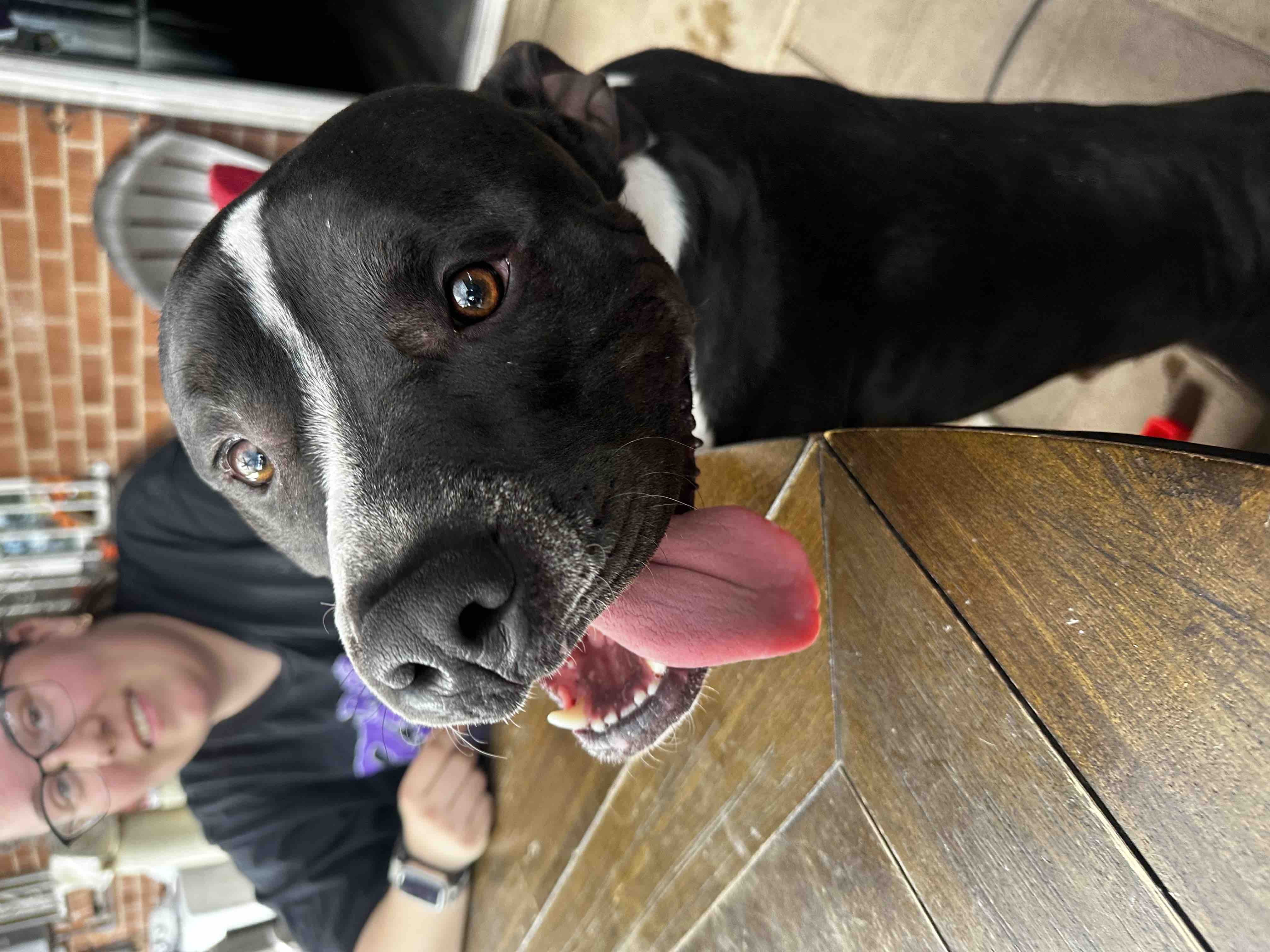 A Shelter Rescue Named Pachi Needs Emergency Vet Care campaign photo, 7 of 9
