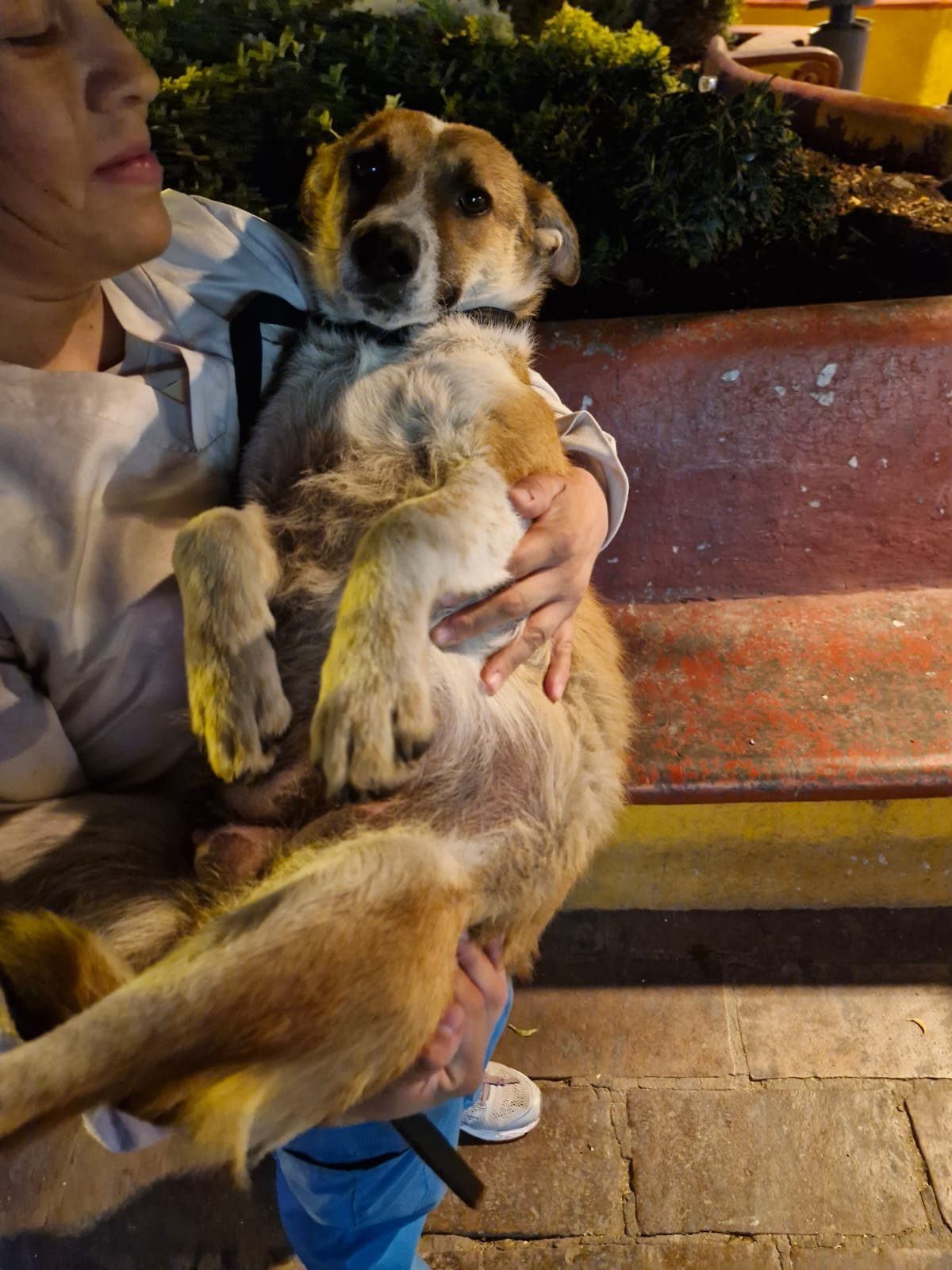 Cirugía urgente para Zaira, colaboradora de Lucky Dogs! campaign photo, 5 of 8