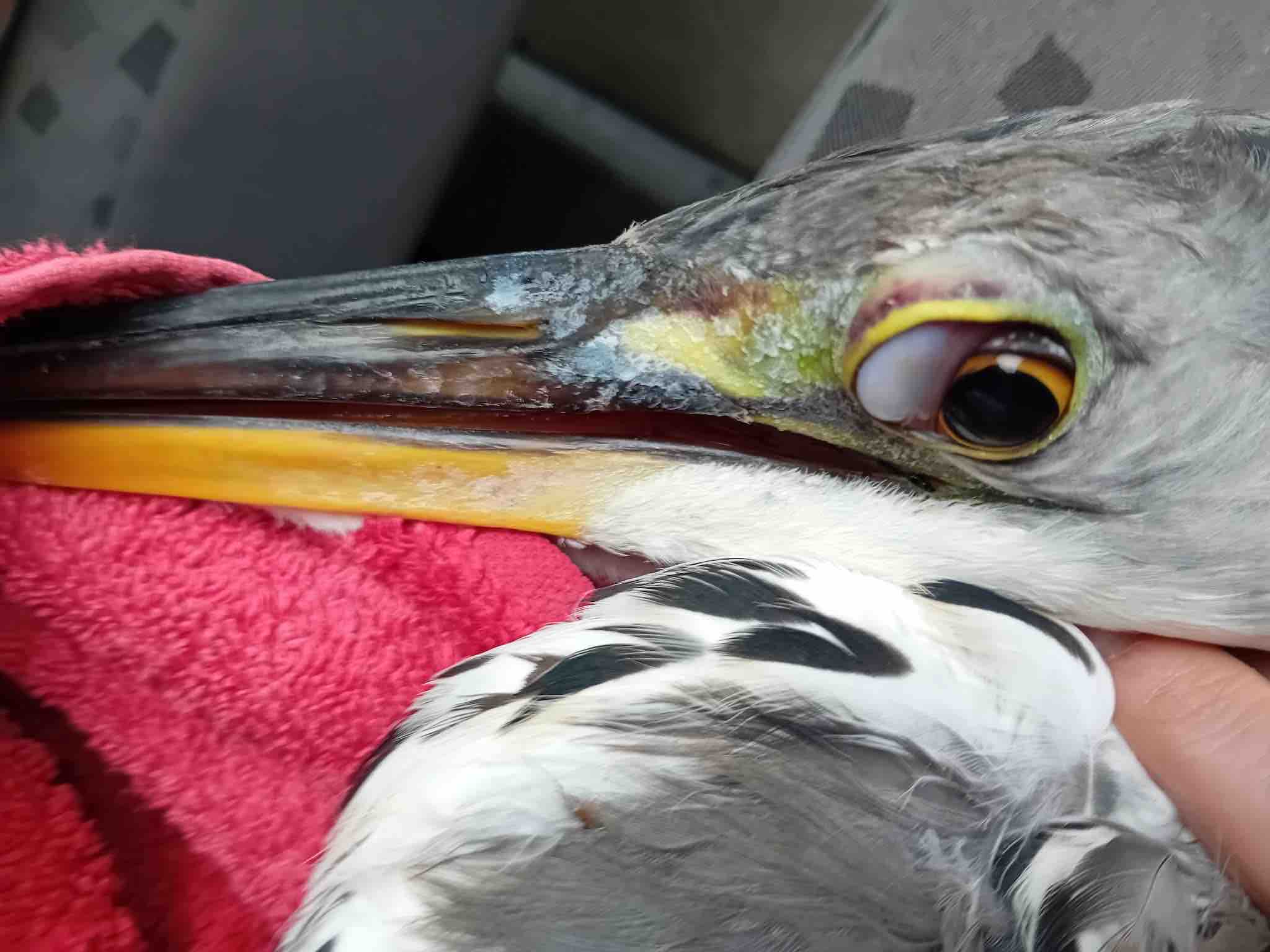 Emergency Surgery For Dino The Heron campaign photo, 2 of 8