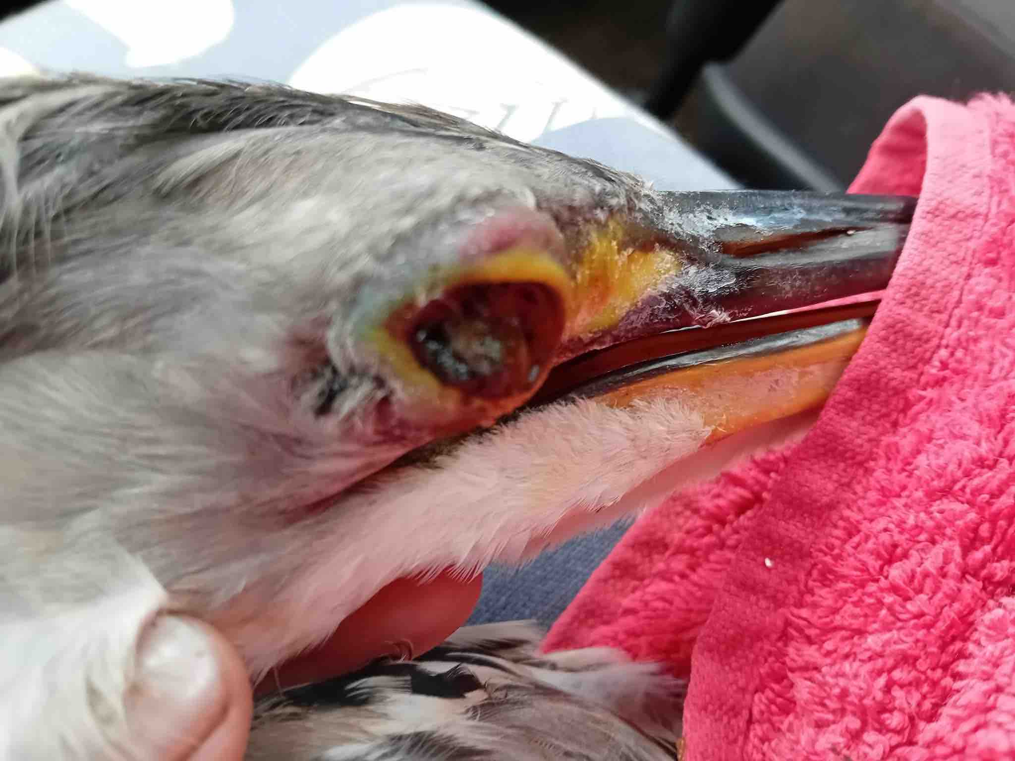 Emergency Surgery For Dino The Heron campaign photo, 4 of 8