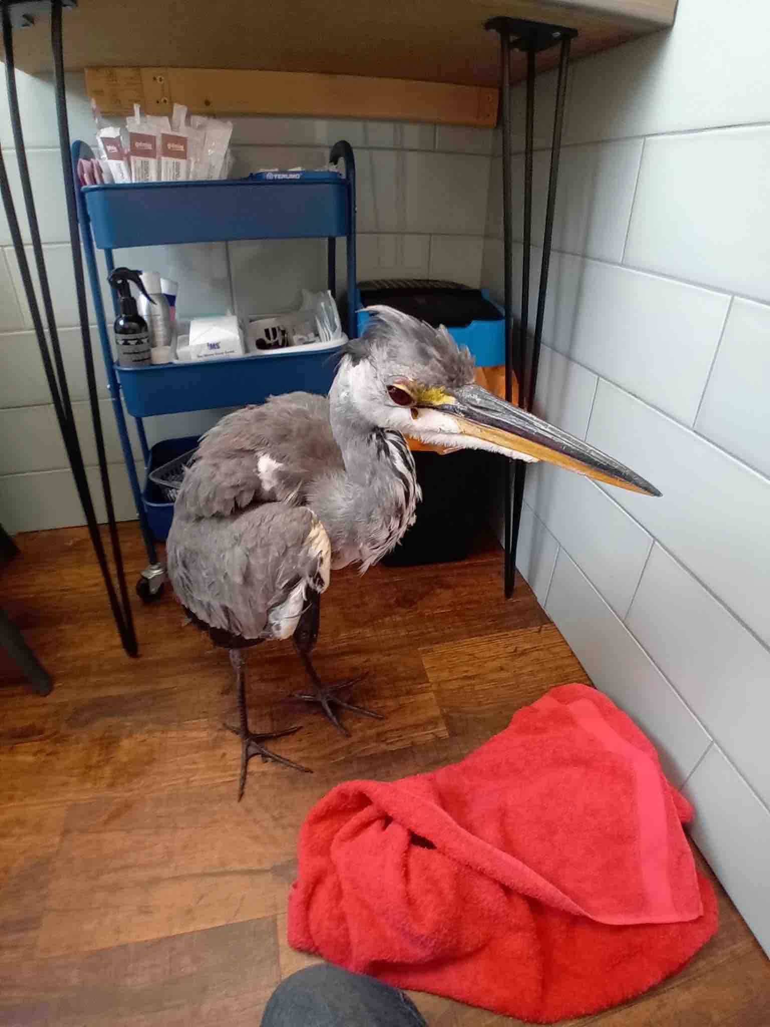 Emergency Surgery For Dino The Heron campaign photo, 6 of 8