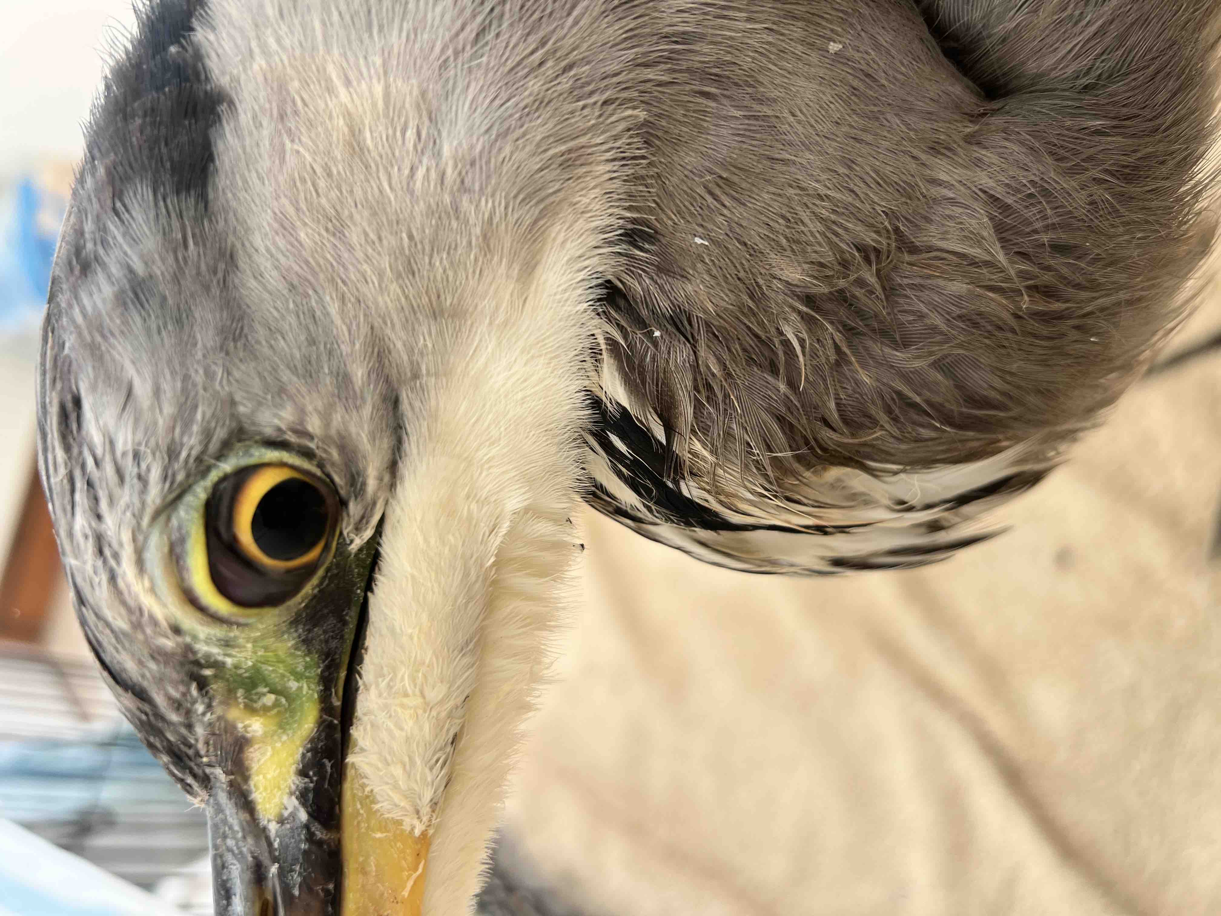 Emergency Surgery For Dino The Heron campaign photo, 7 of 8