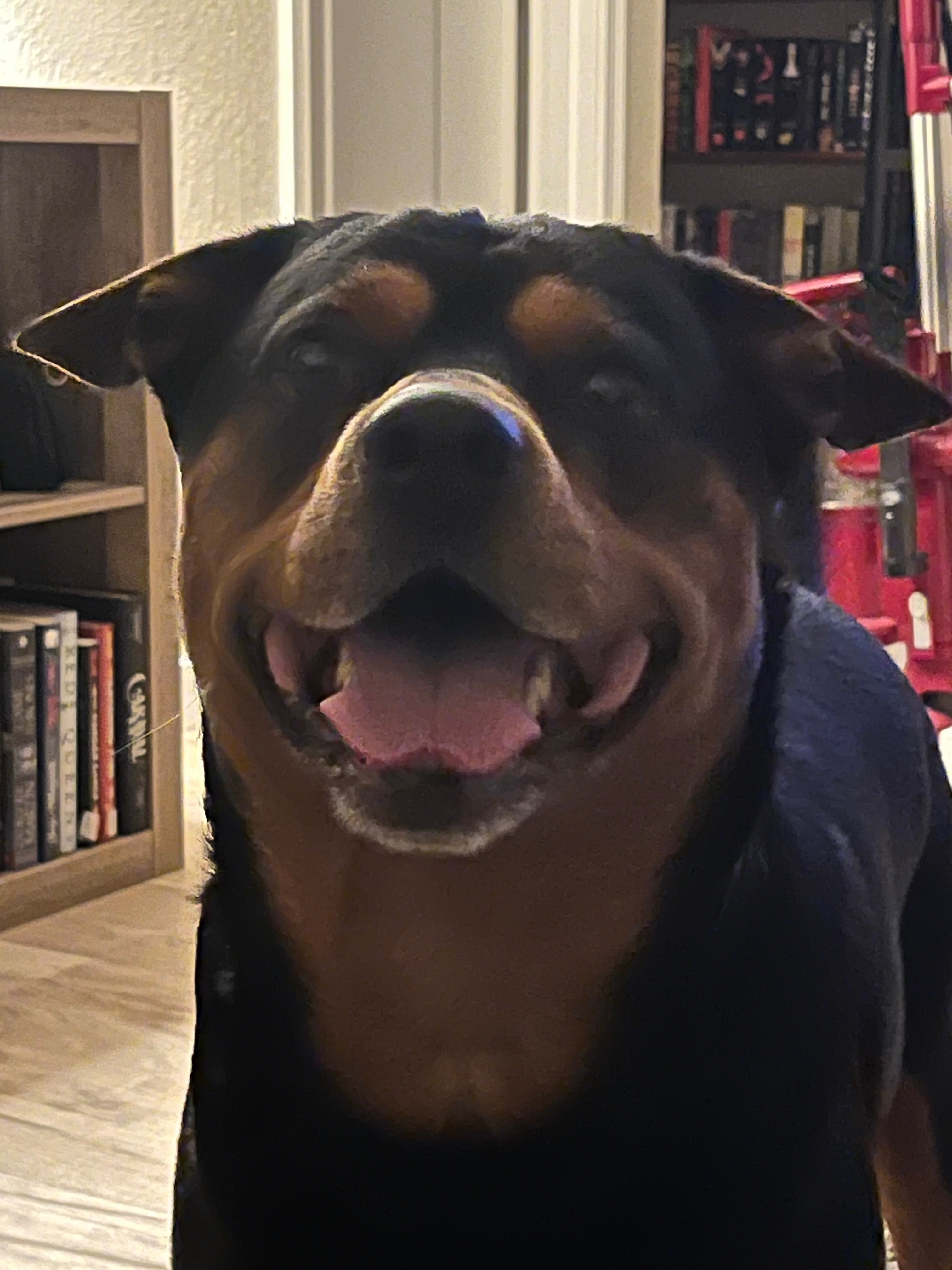 Help Tupac Get Bladder Surgery campaign photo, 7 of 8
