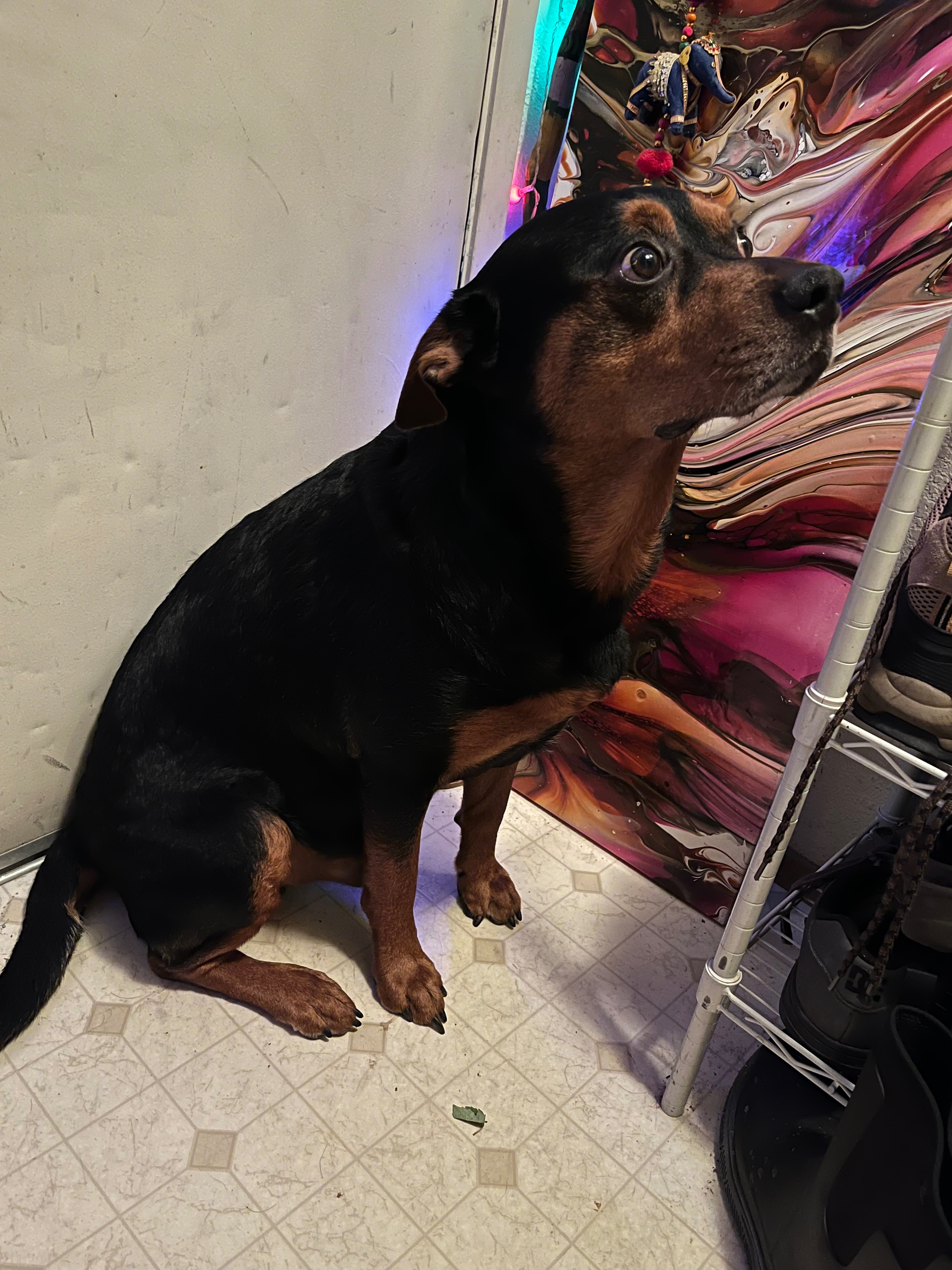 Help Tupac Get Bladder Surgery campaign photo, 4 of 8