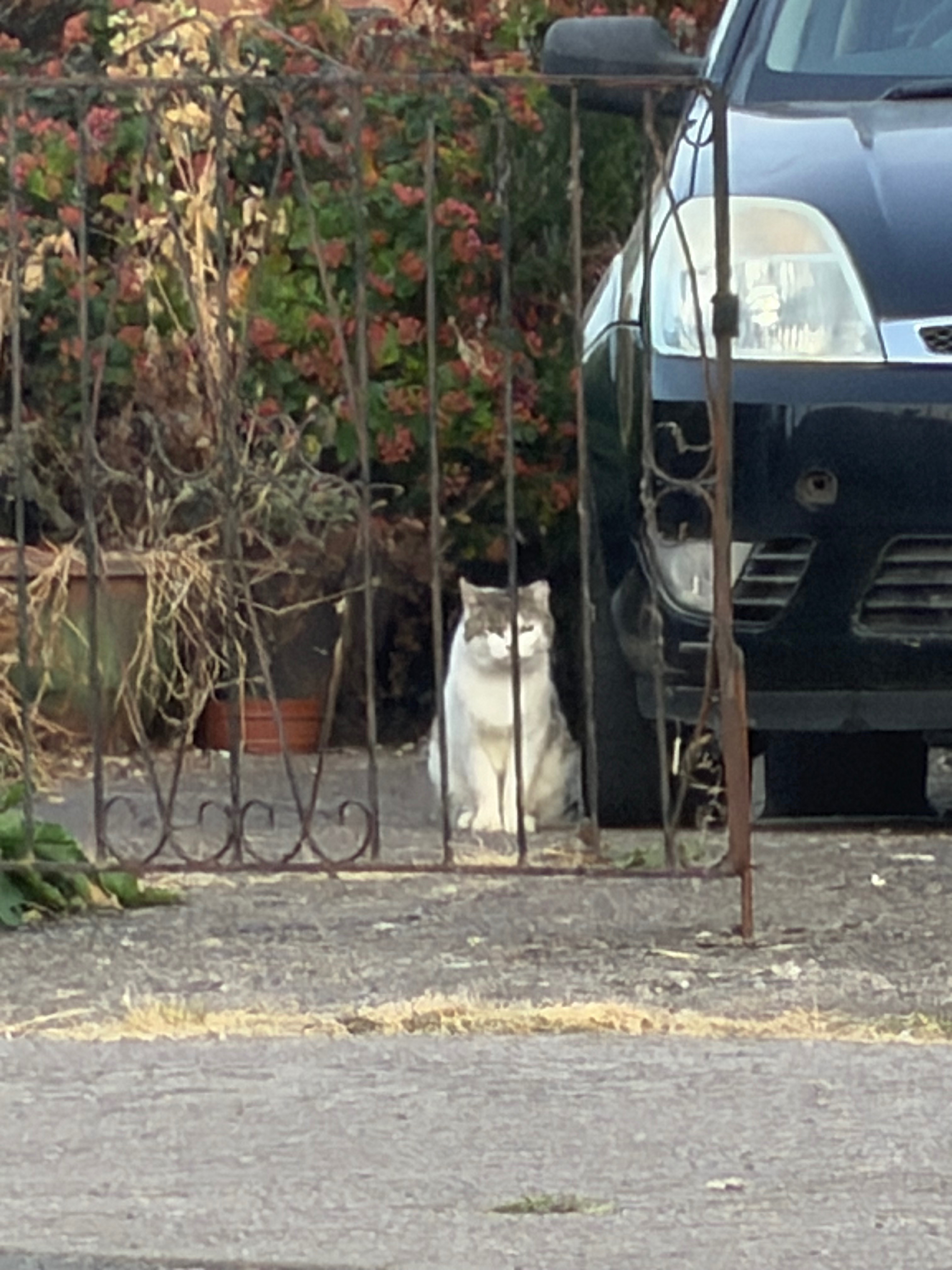Help Us Save the Stray Cat Colony in Hinton, Hereford campaign photo, 2 of 7