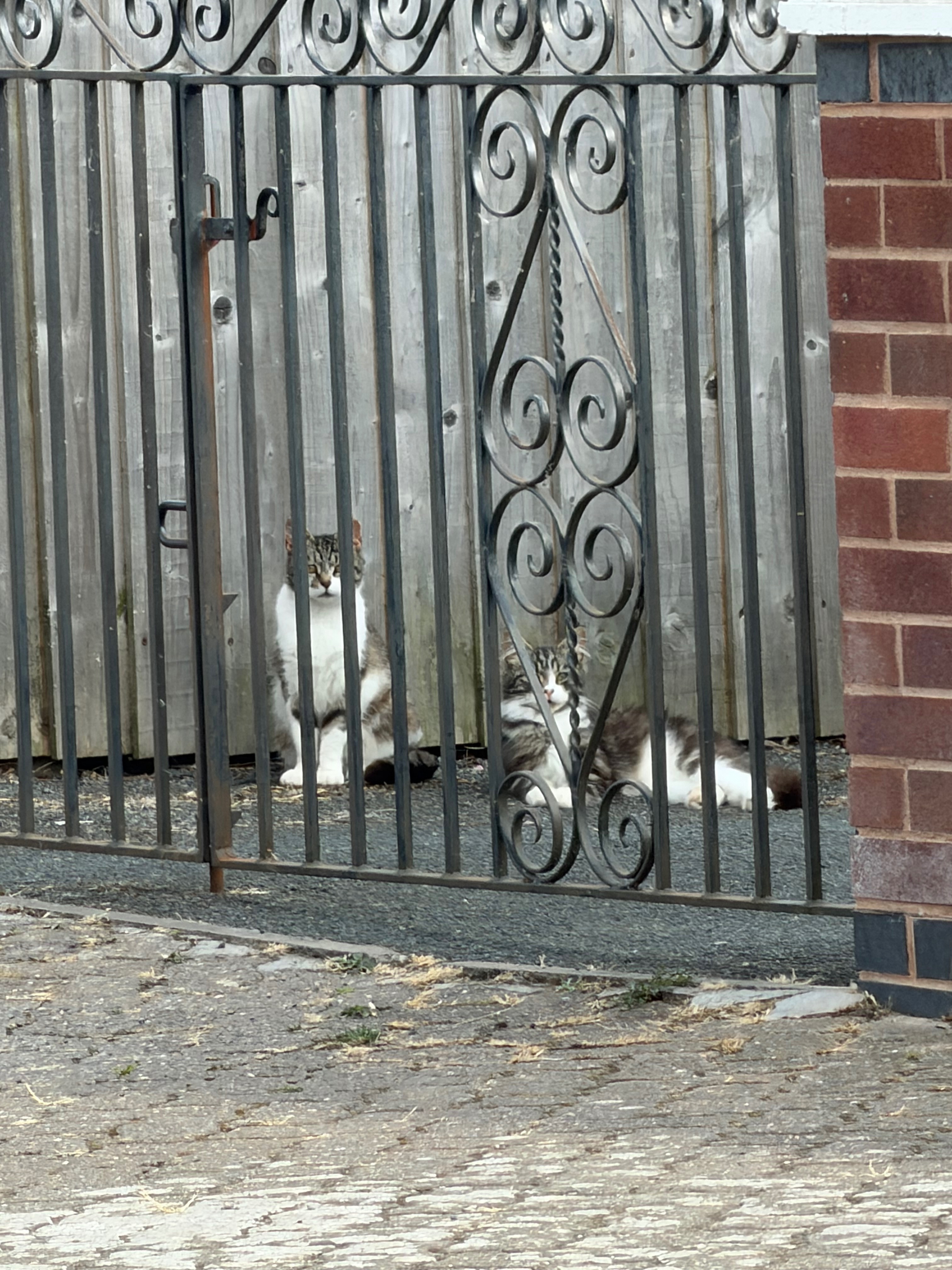 Help Us Save the Stray Cat Colony in Hinton, Hereford campaign photo, 5 of 7