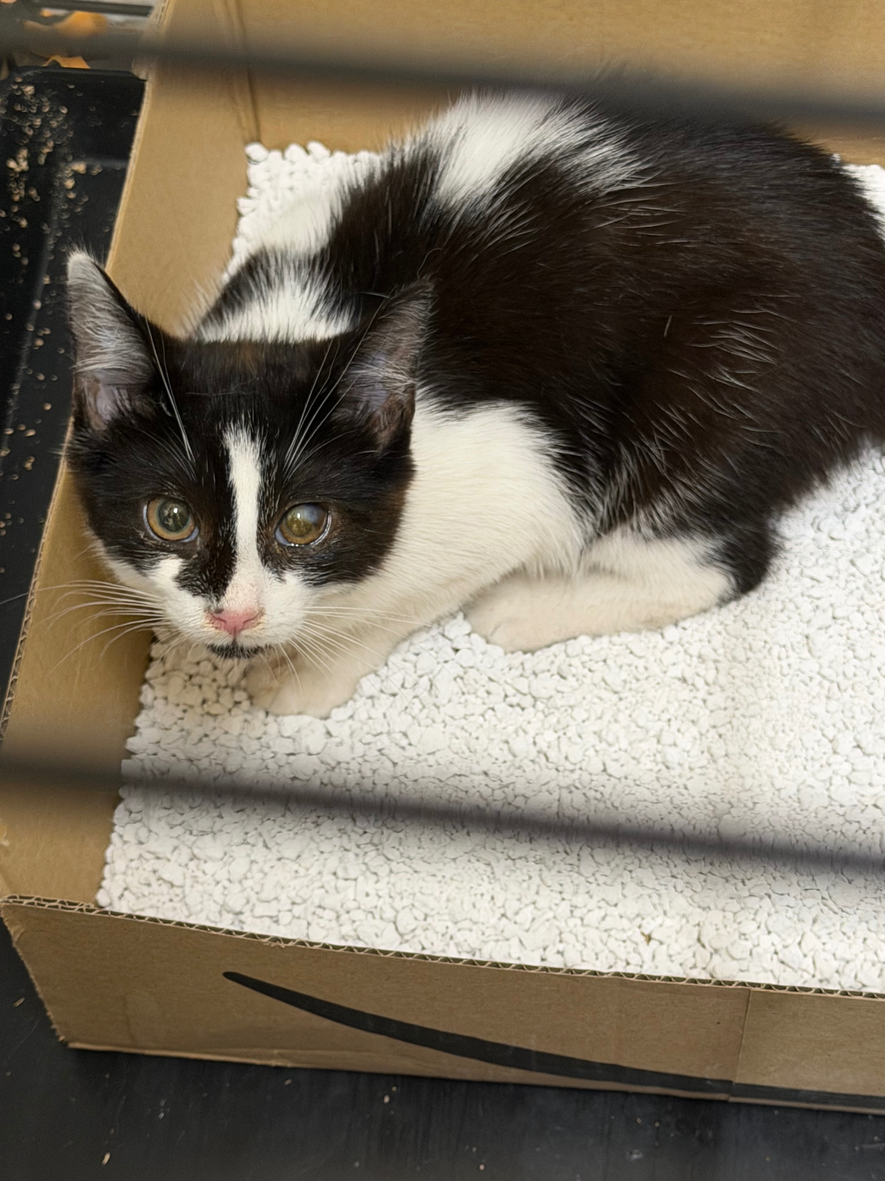 Help Us Save the Stray Cat Colony in Hinton, Hereford campaign photo, 4 of 7