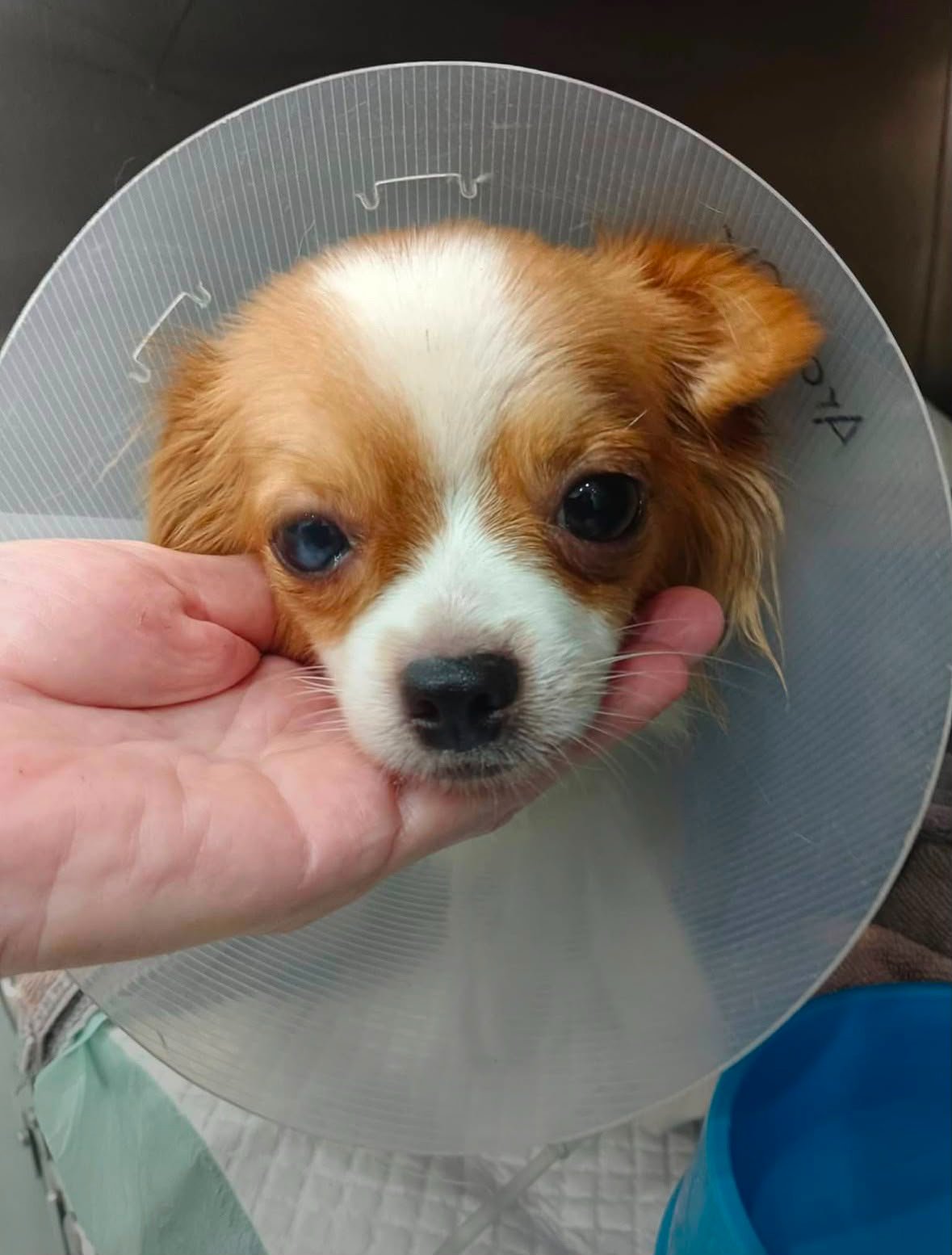 Help pay their vet bills campaign photo, 2 of 8