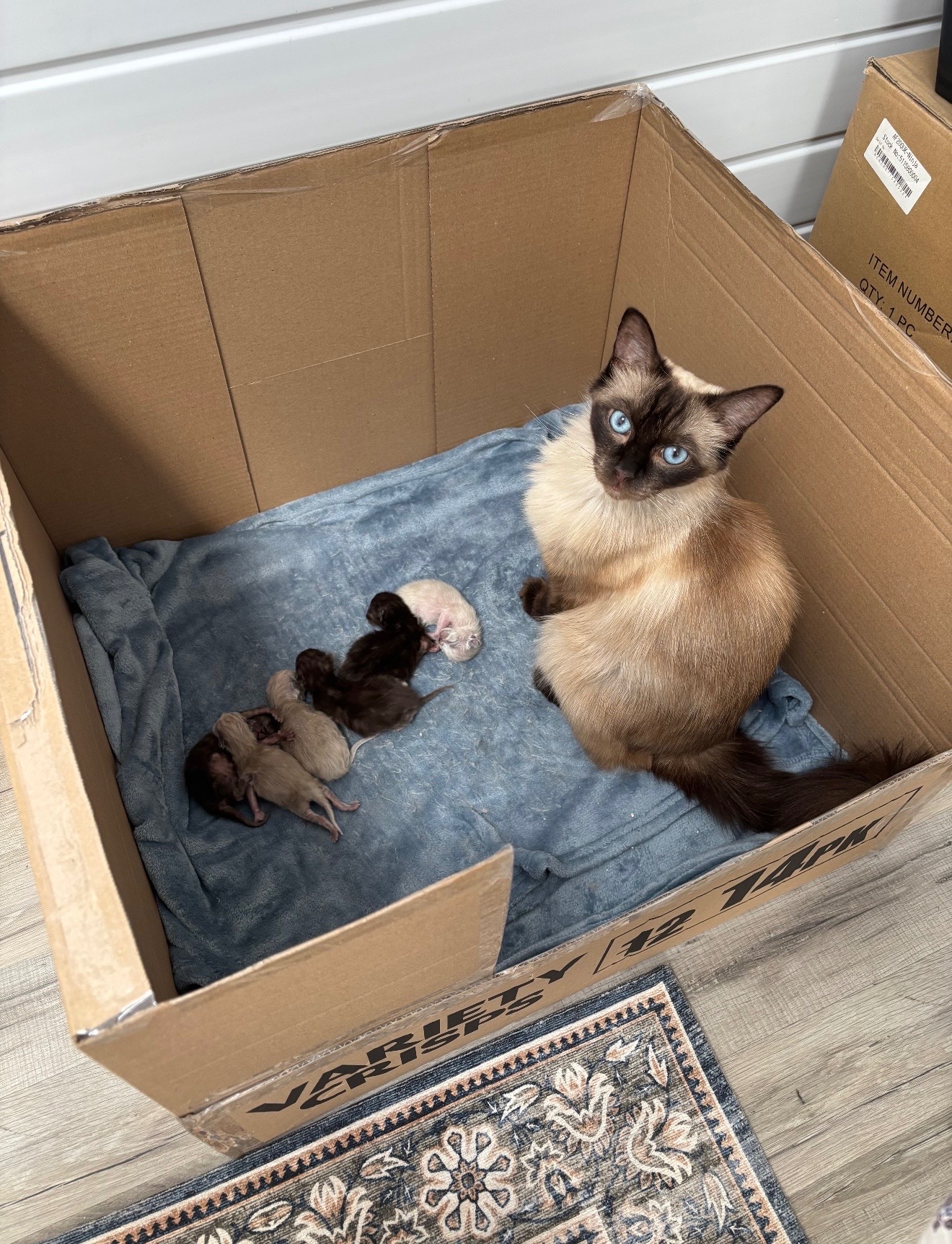 Help Cappuccino and her babies survive campaign photo, 5 of 6