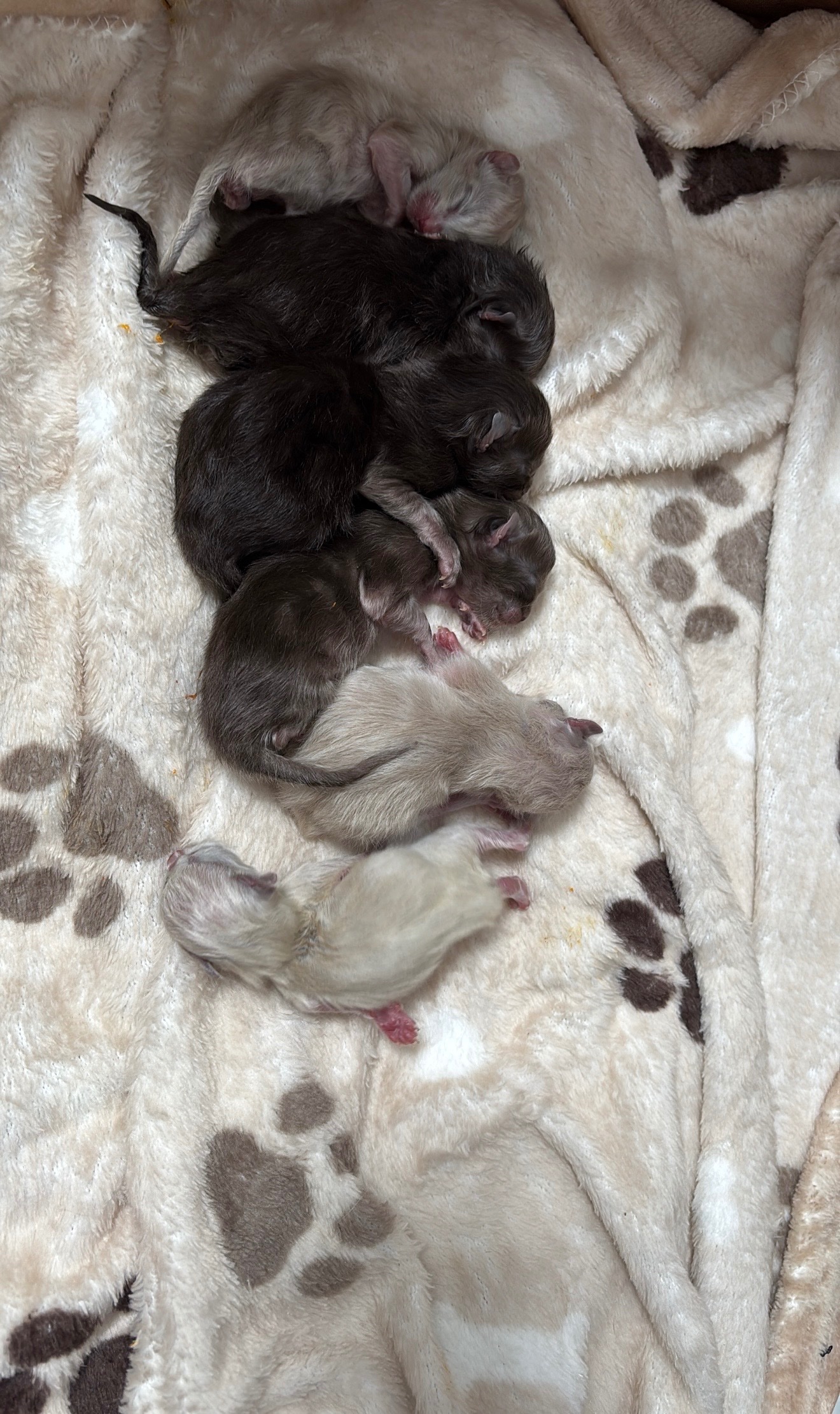 Help Cappuccino and her babies survive campaign photo, 2 of 6