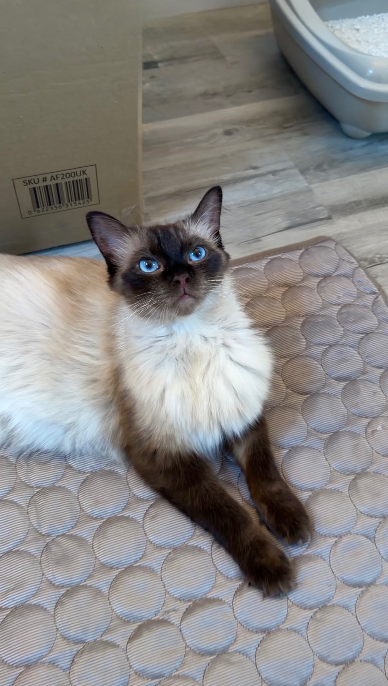 Help Cappuccino and her babies survive campaign photo, 4 of 6
