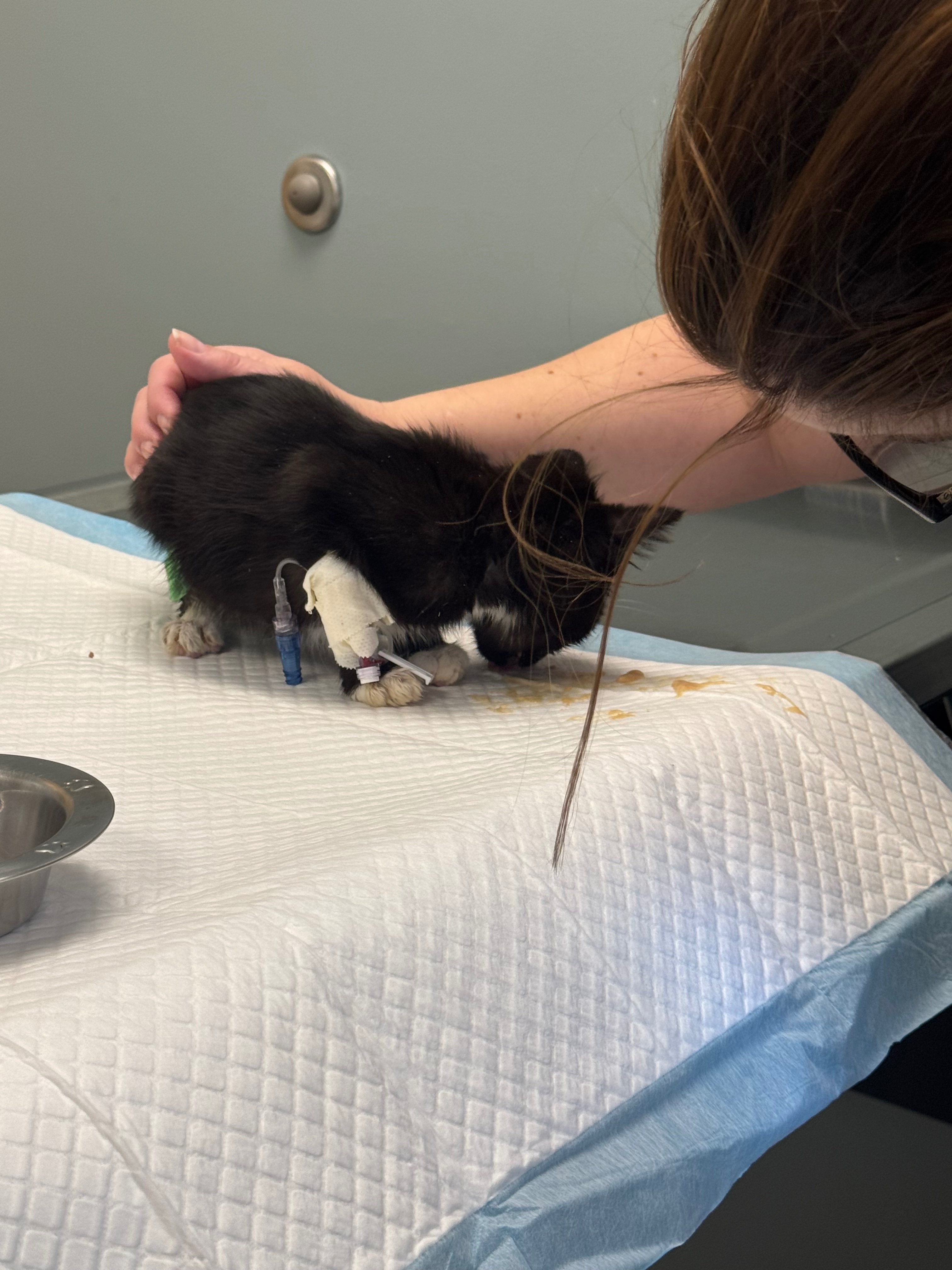 Help Baby Rizzo Continue His Lifesaving ICU Care campaign photo, 6 of 7