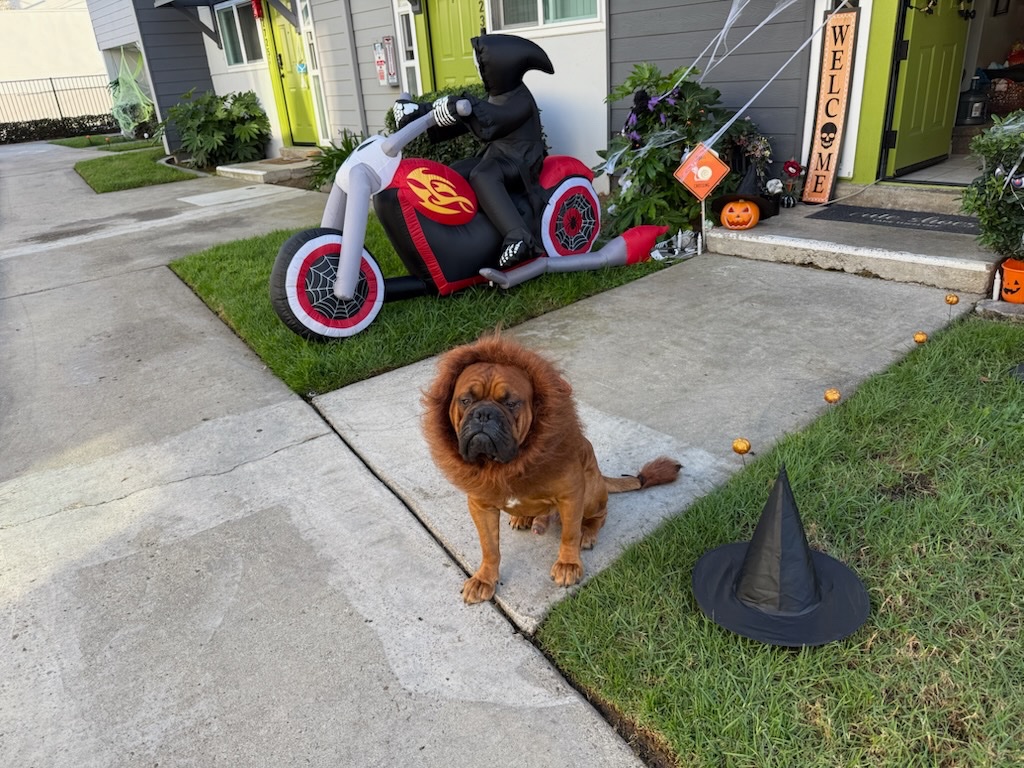 Help Ziggy Stay With His Family campaign photo, 2 of 8