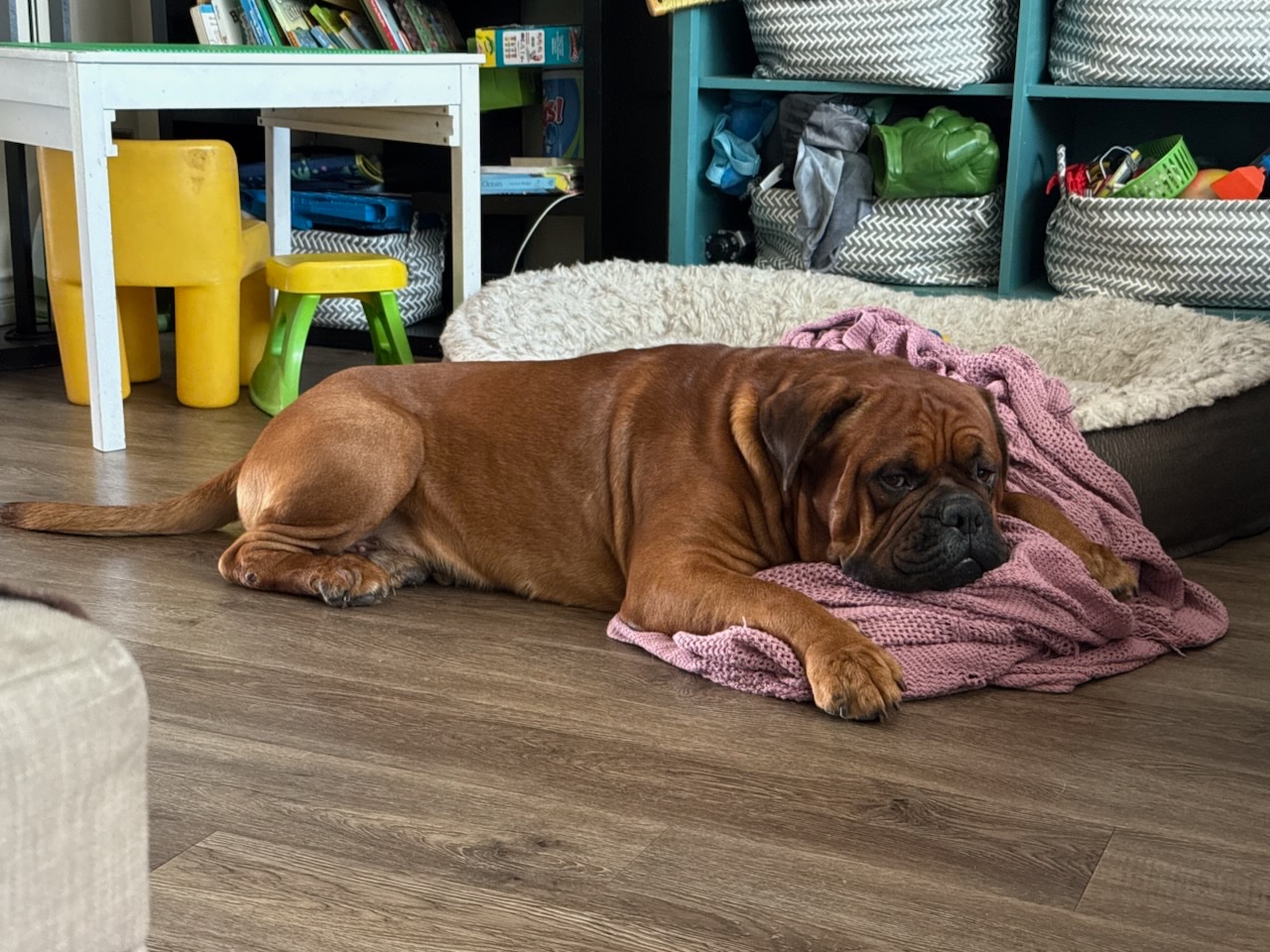 Help Ziggy Stay With His Family campaign photo, 4 of 8