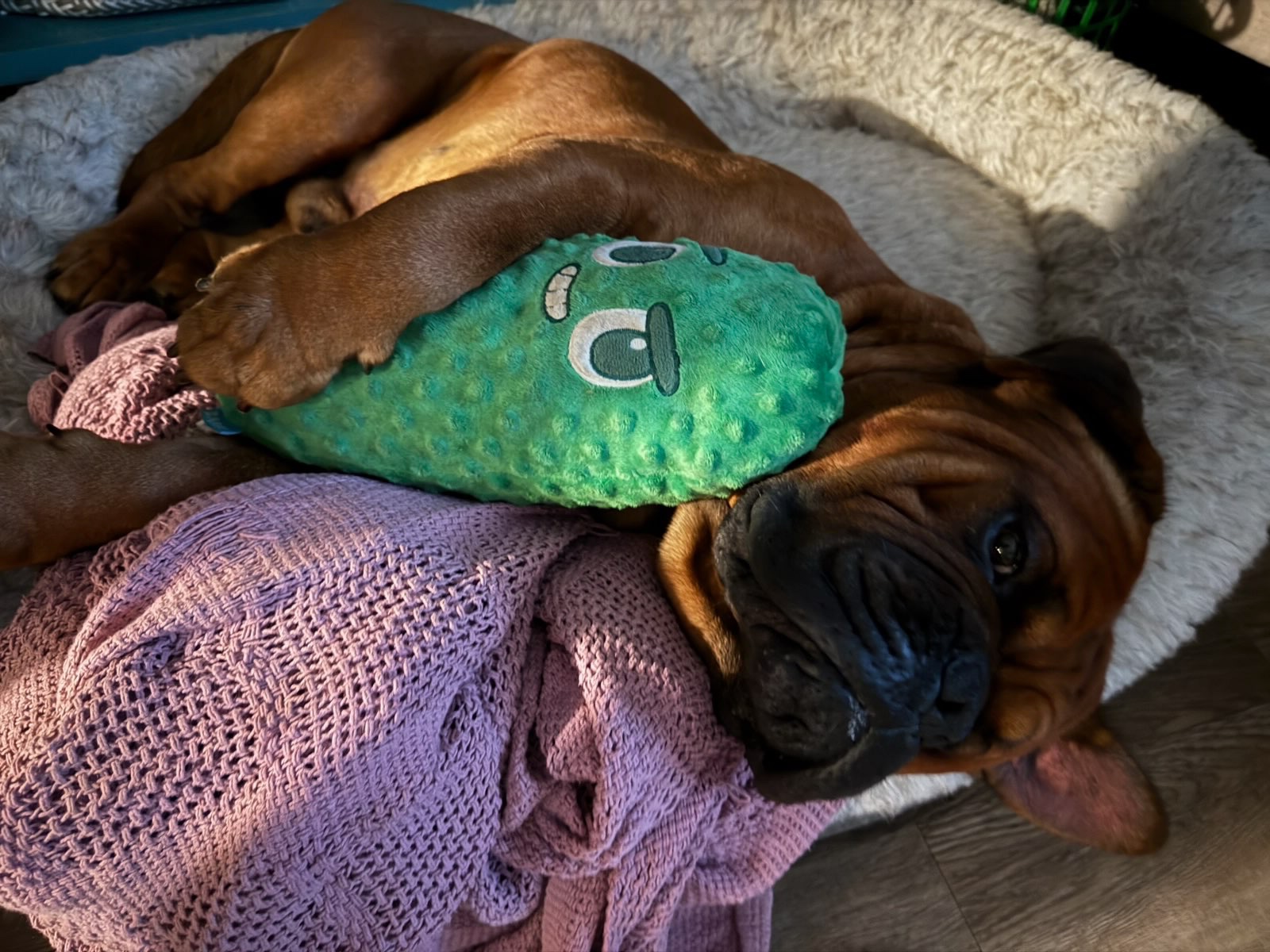Help Ziggy Stay With His Family campaign photo, 6 of 8
