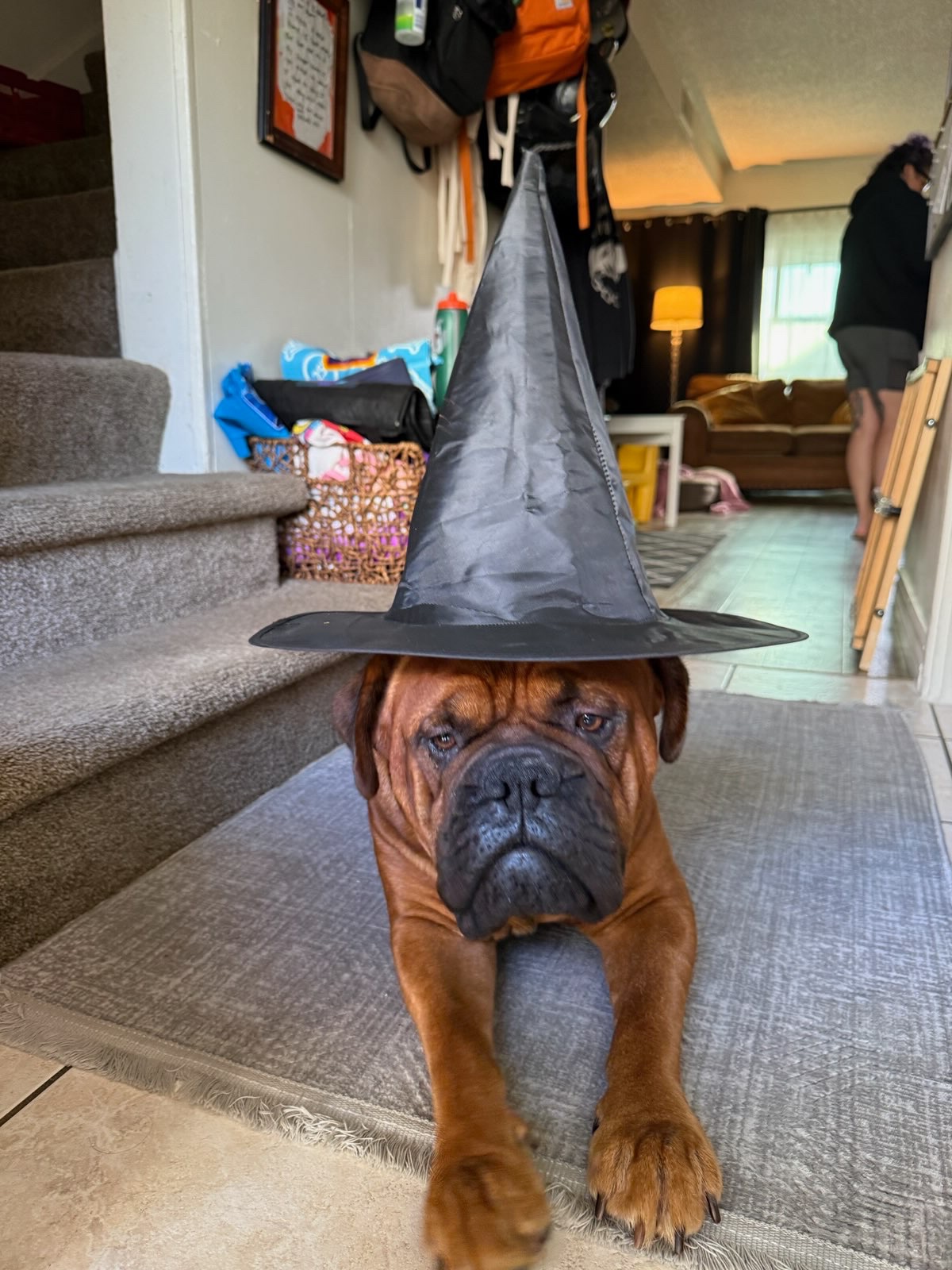 Help Ziggy Stay With His Family campaign photo, 5 of 8