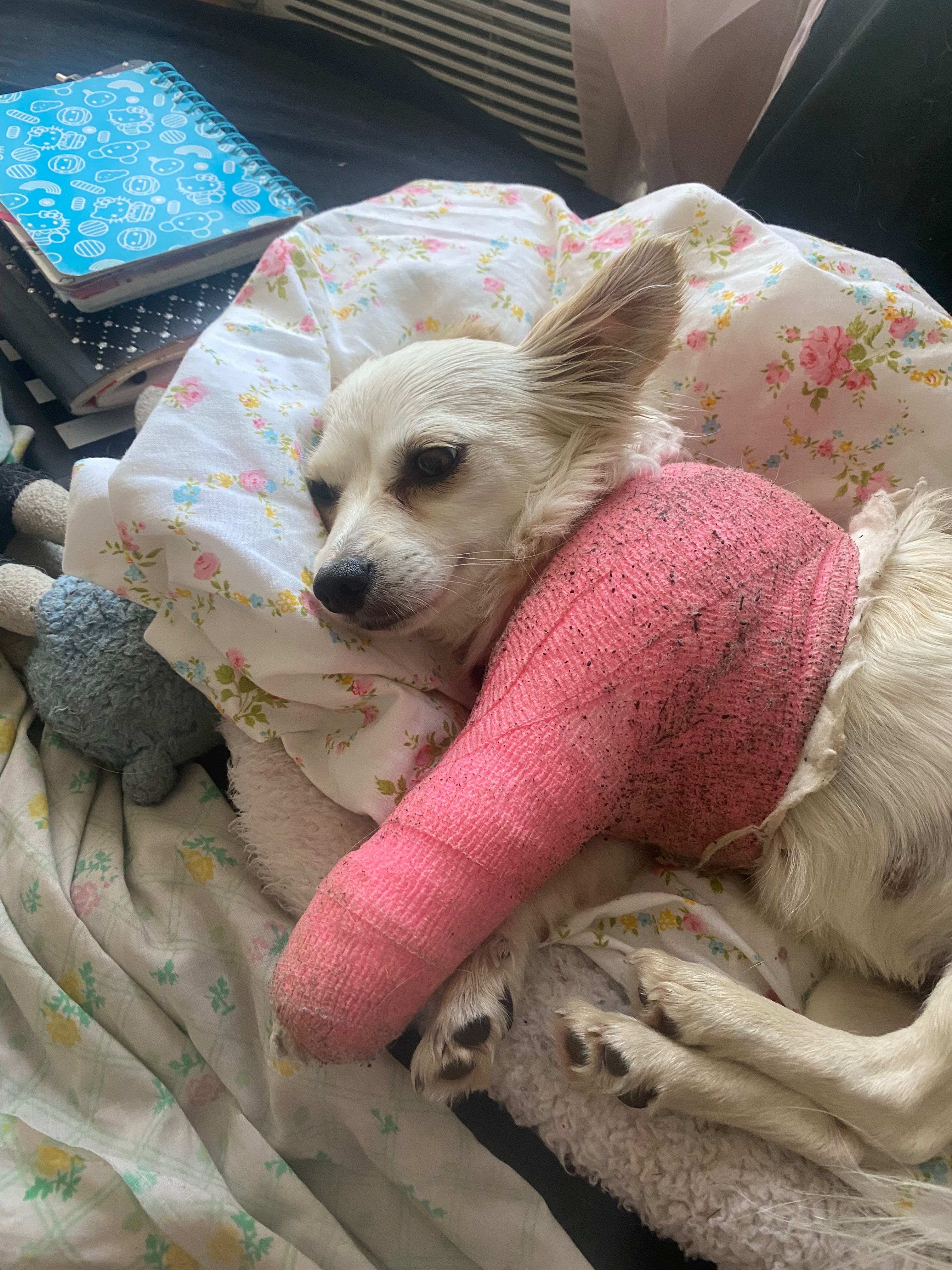 Kampagnen-Foto für NEED Surgery for My Dog's Broken Leg, 6 von 7