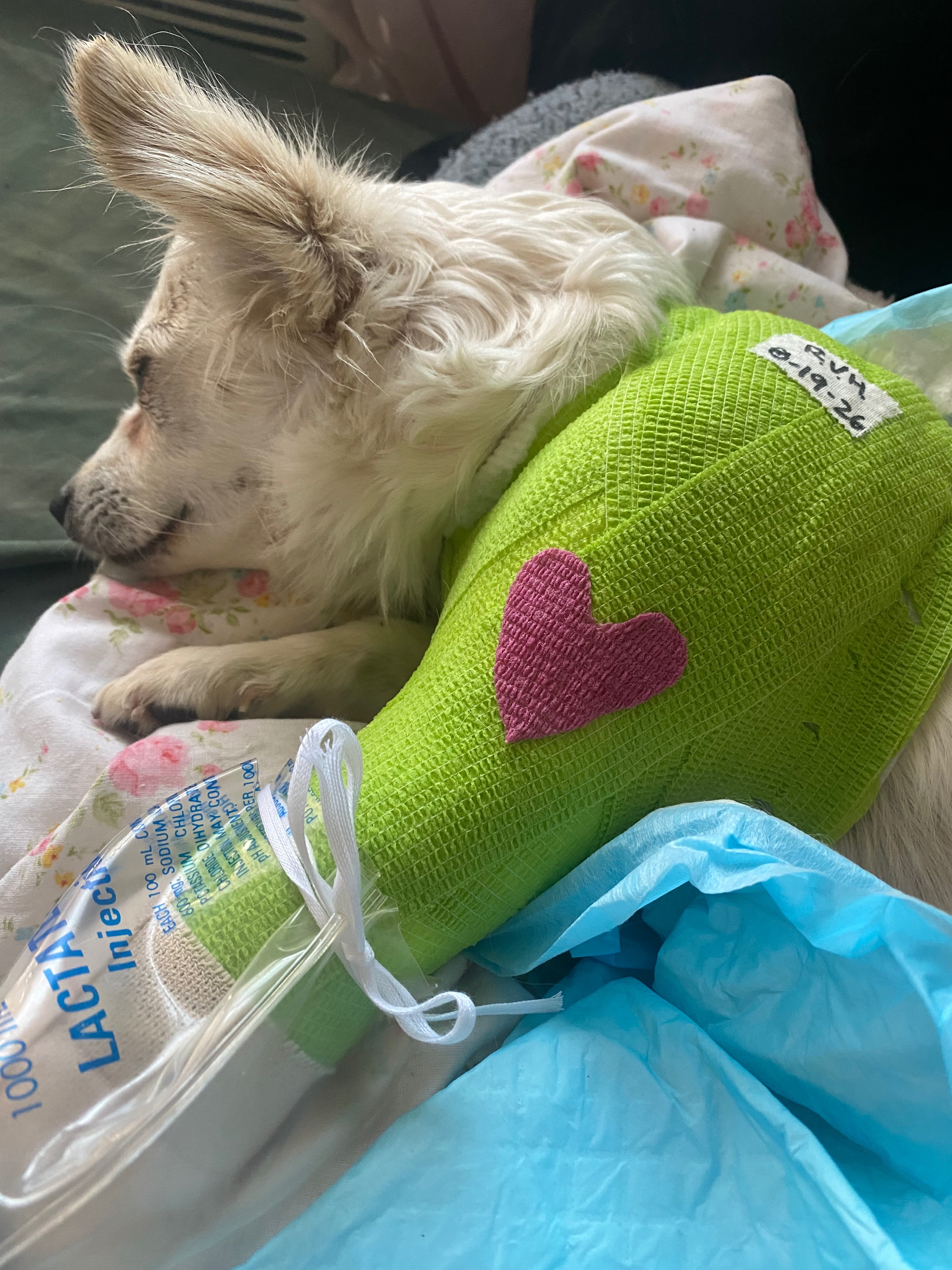 Kampagnen-Foto für NEED Surgery for My Dog's Broken Leg, 4 von 7