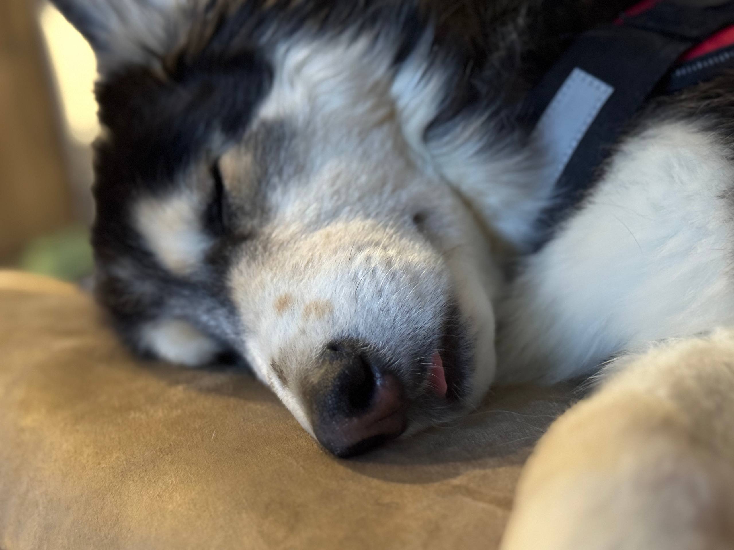 Help Vinny Stay Comfortable and Get Back on His Paws campaign photo, 7 of 8