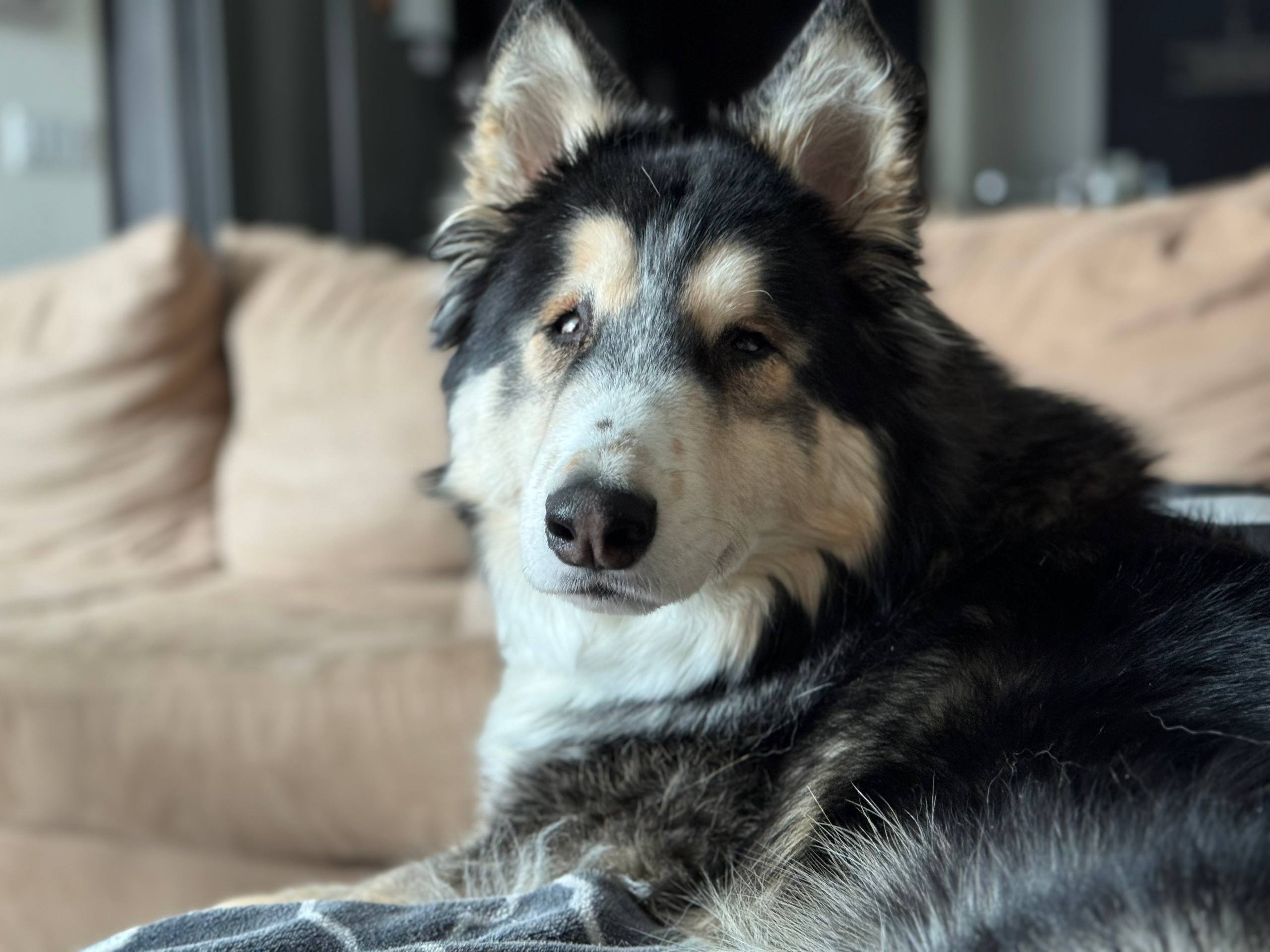 Help Vinny Stay Comfortable and Get Back on His Paws campaign photo, 2 of 8
