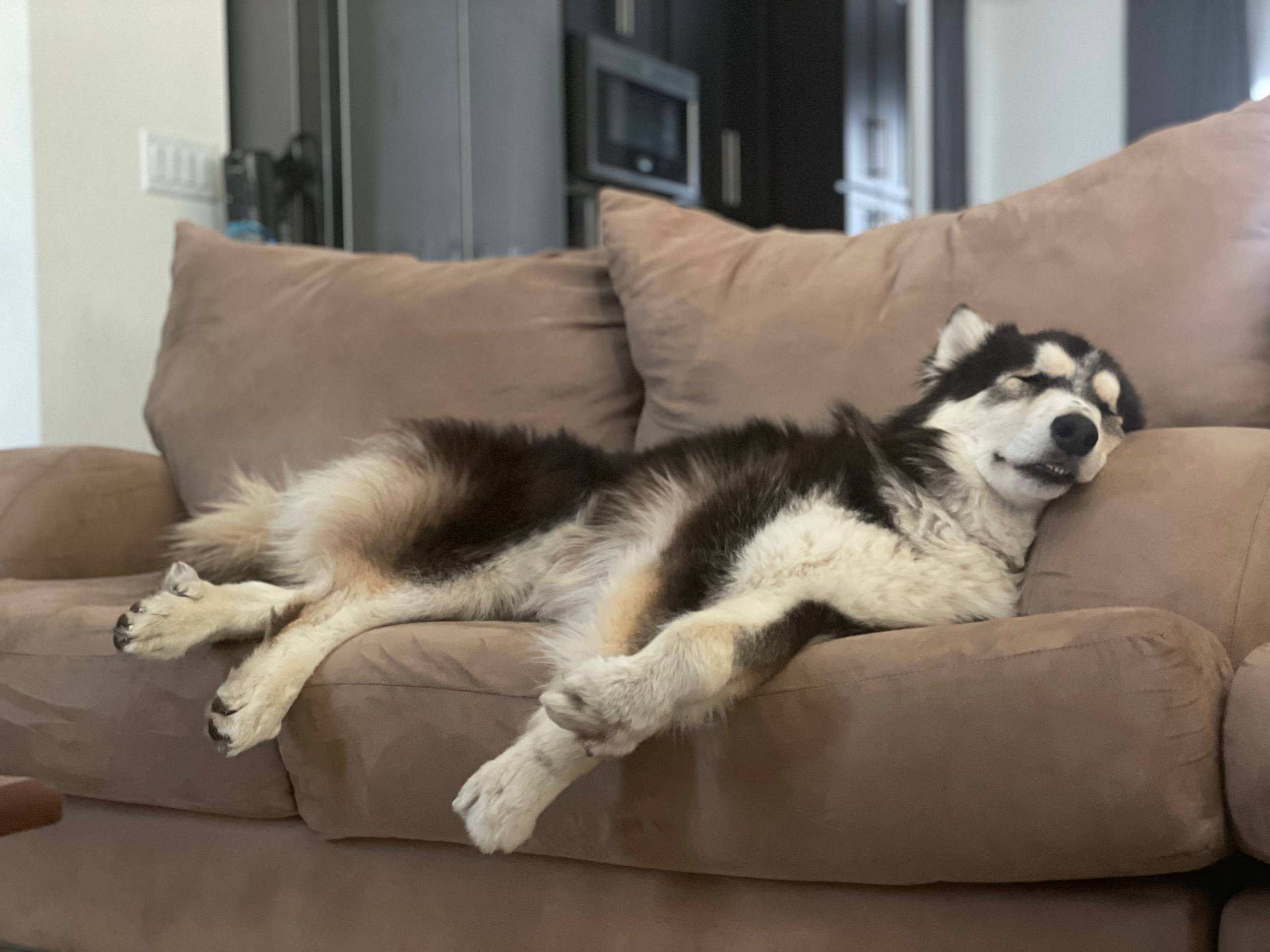 Help Vinny Stay Comfortable and Get Back on His Paws campaign photo, 4 of 8
