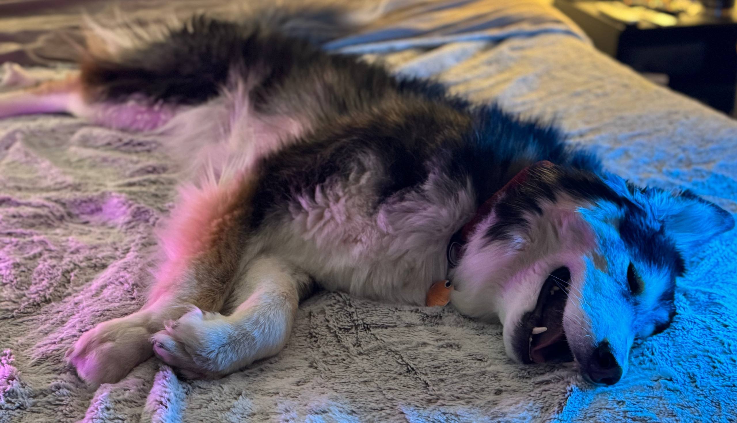 Help Vinny Stay Comfortable and Get Back on His Paws campaign photo, 5 of 8