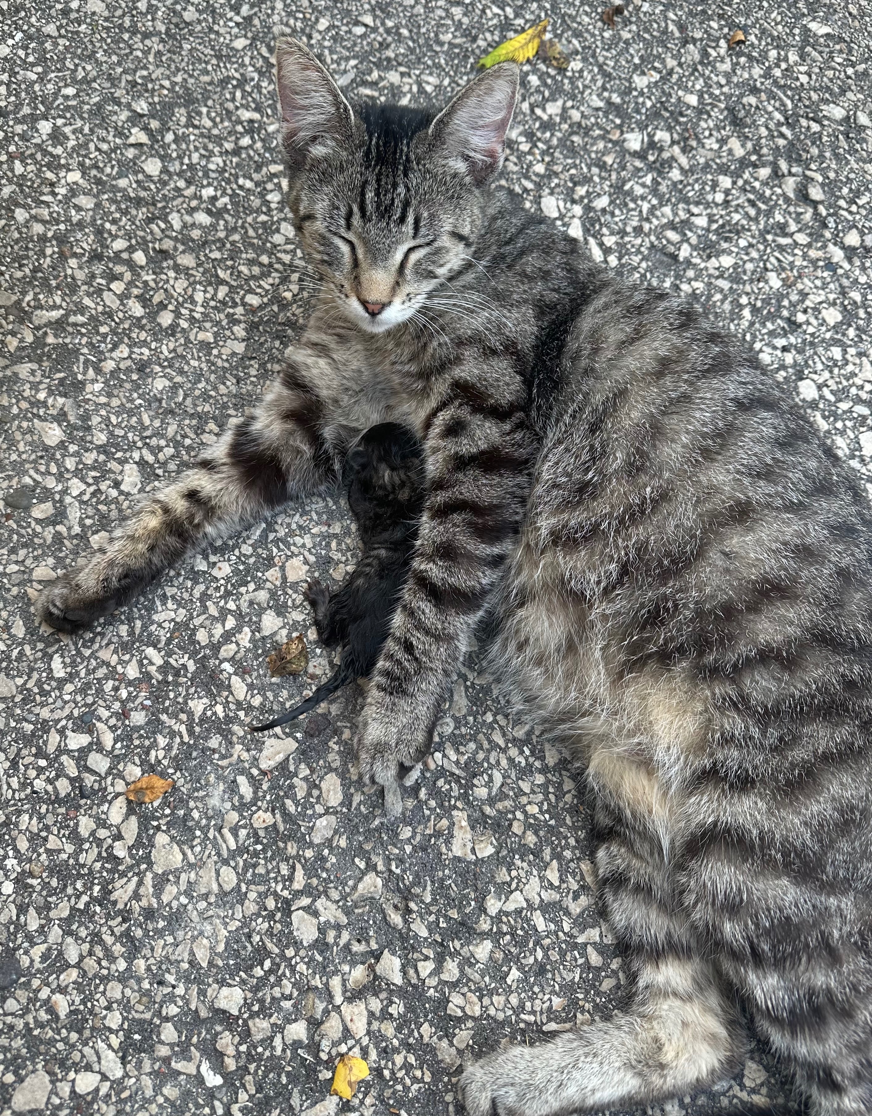 Help Paul Care for De Soto Stray Cats campaign photo, 6 of 8