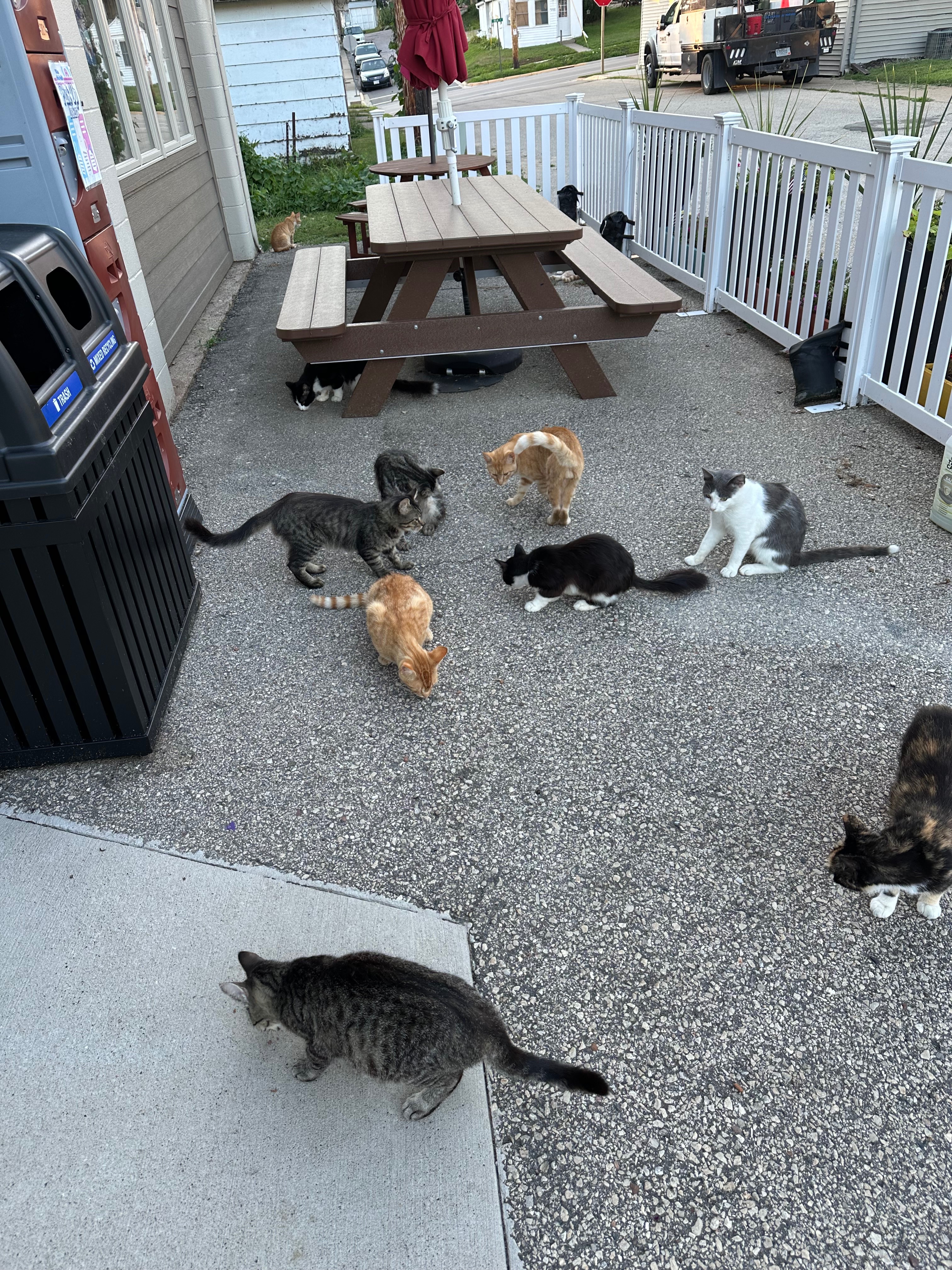 Help Paul Care for De Soto Stray Cats campaign photo, 5 of 8