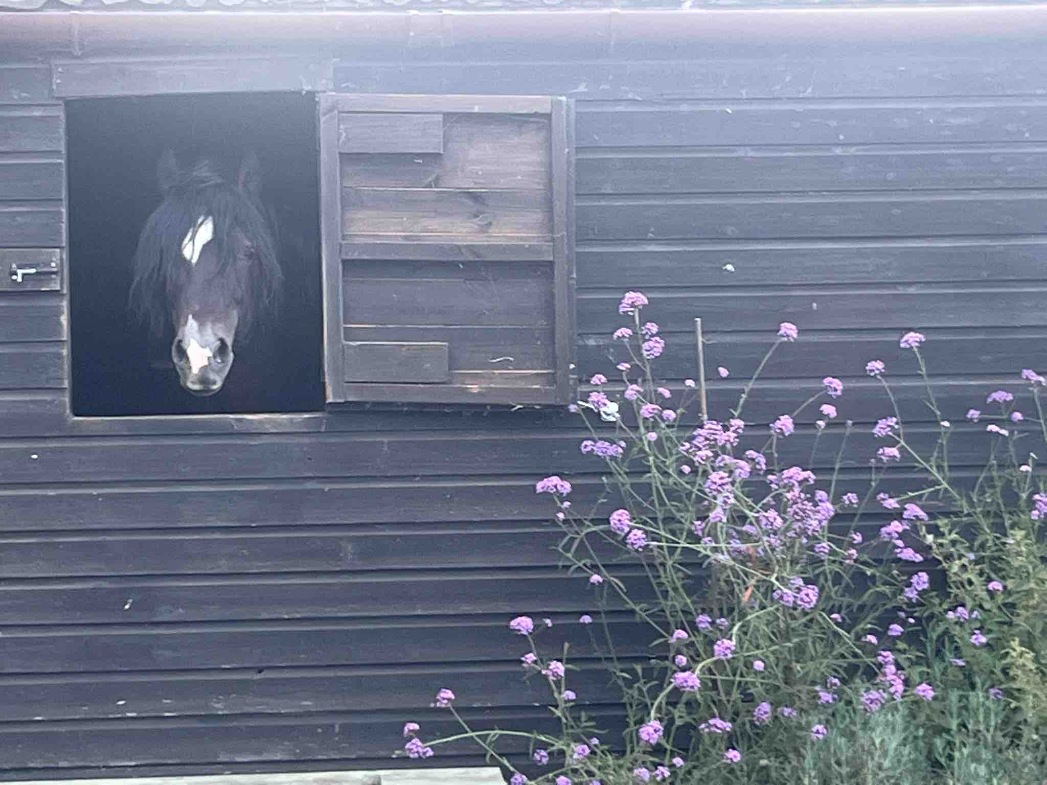 Help with my Mums stable yard after it burnt down campaign photo, 5 of 11