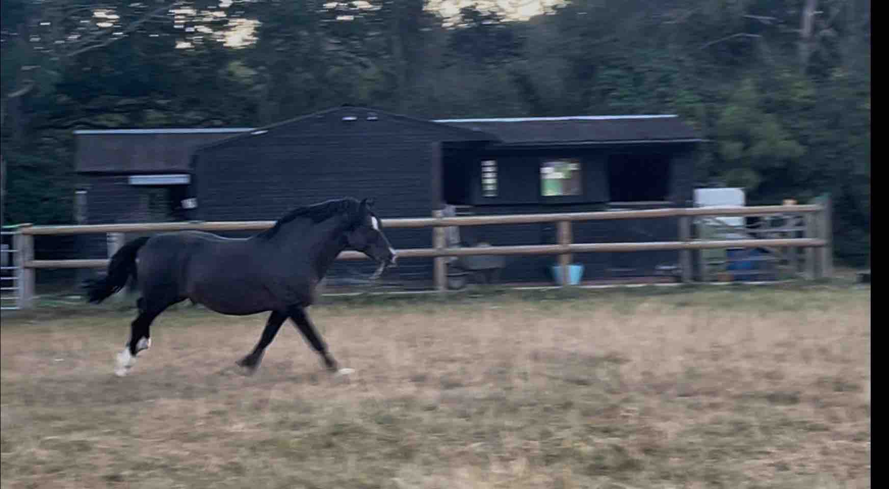 Help with my Mums stable yard after it burnt down campaign photo, 9 of 11