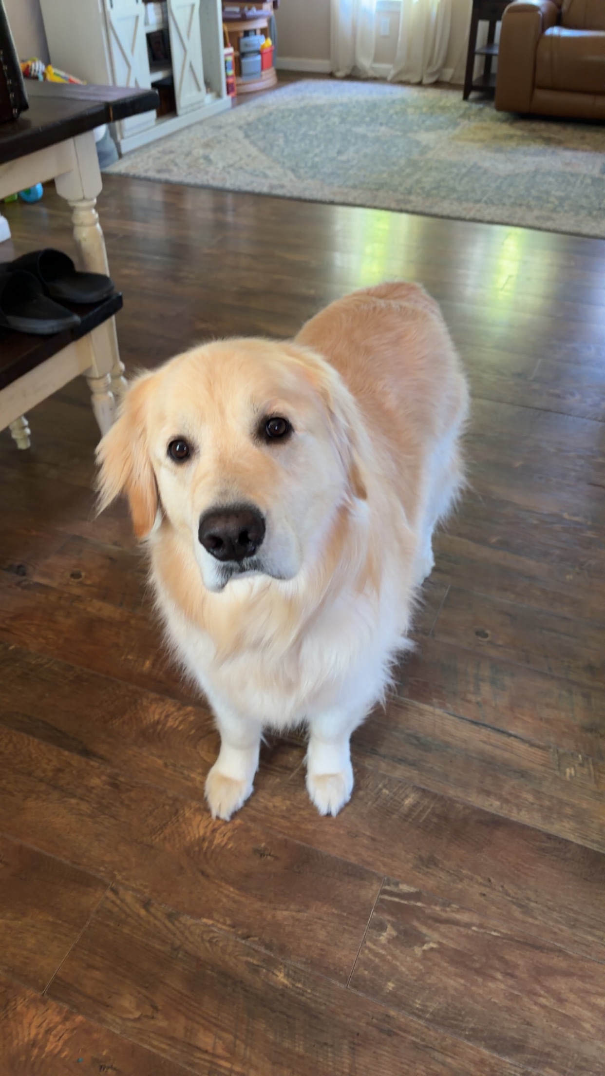 Help My Dog Recover from Emergency Surgery campaign photo, 6 of 7
