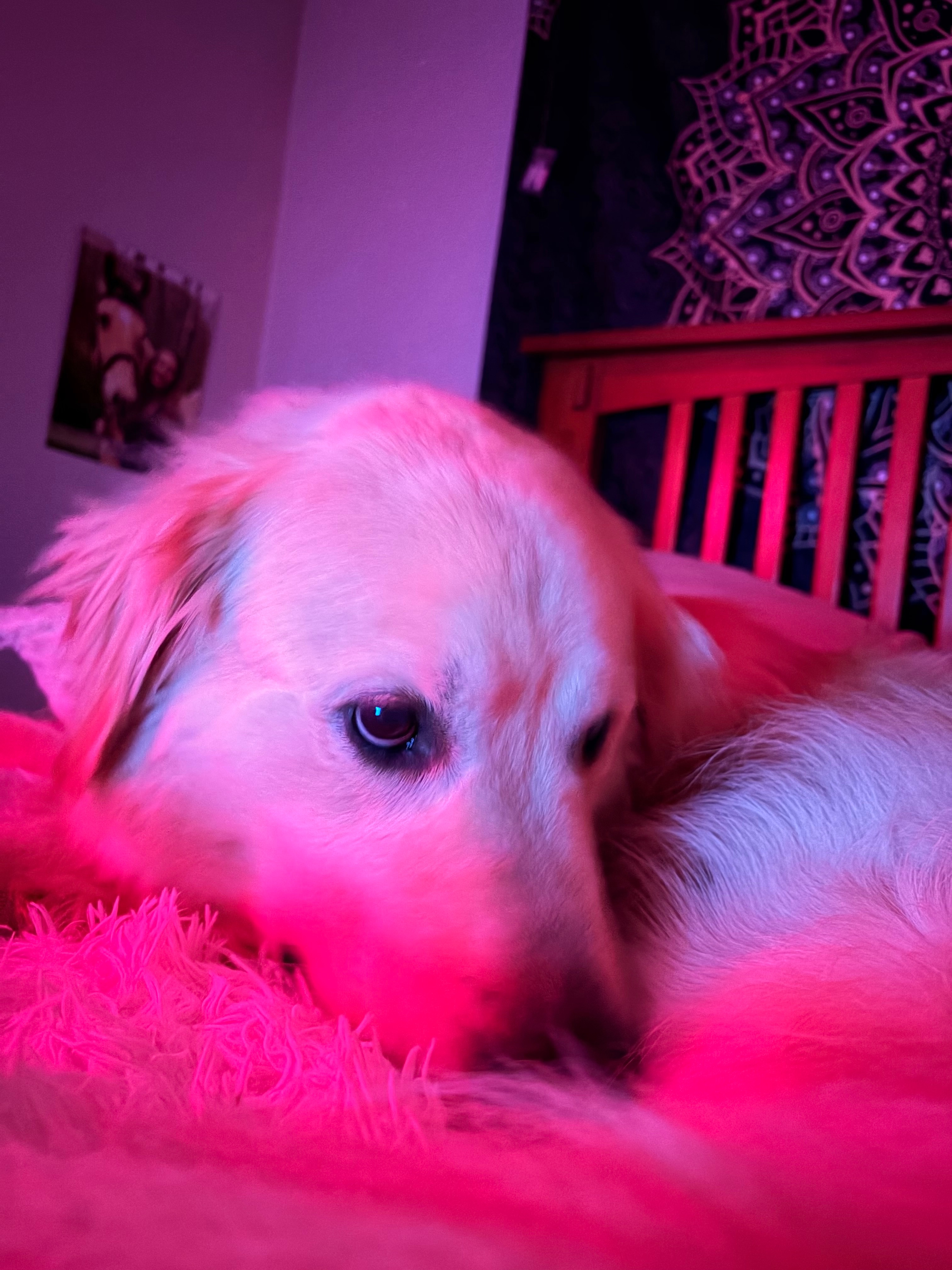 Help My Dog Recover from Emergency Surgery campaign photo, 2 of 7