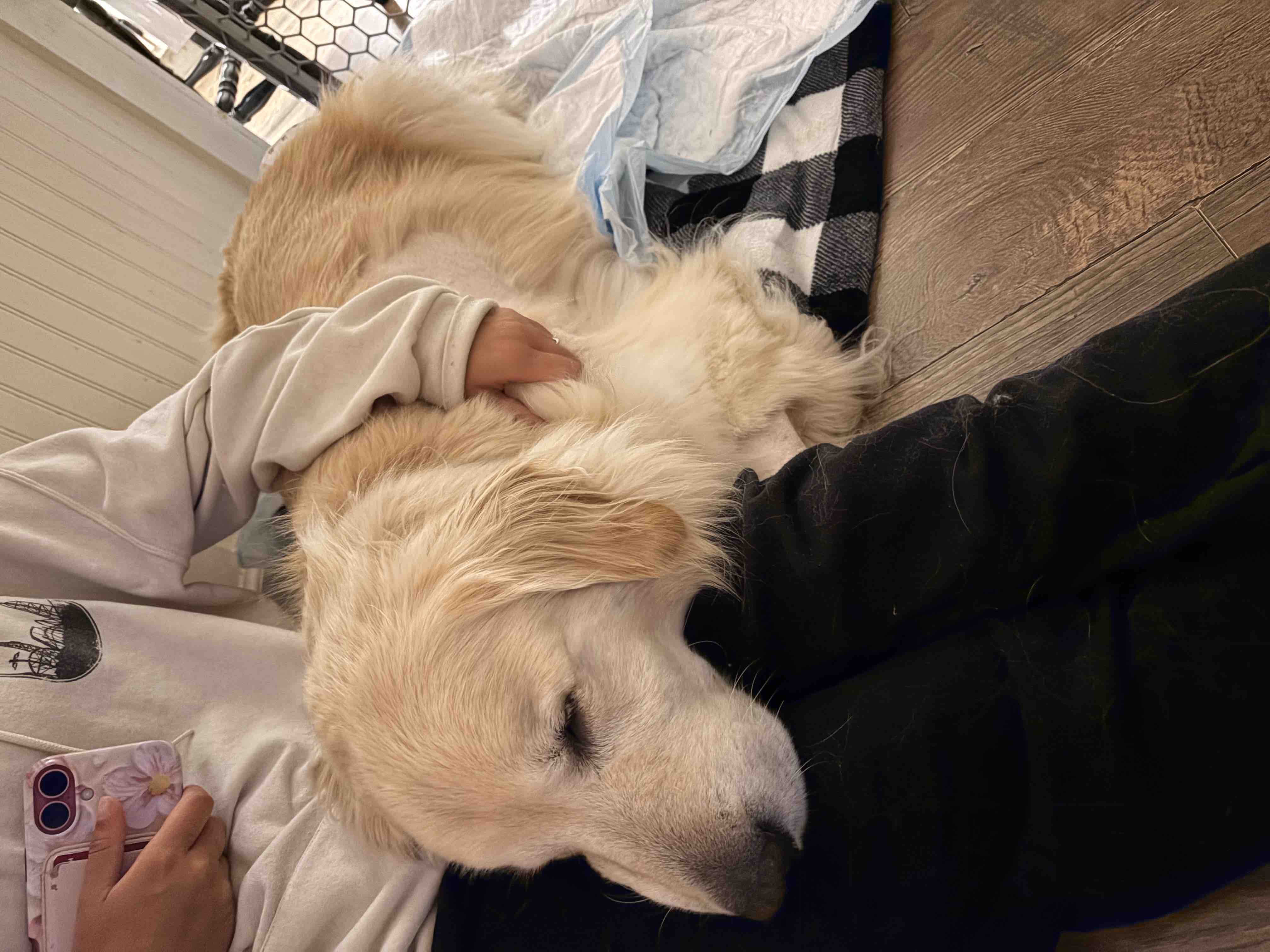 Help My Dog Recover from Emergency Surgery campaign photo, 4 of 7