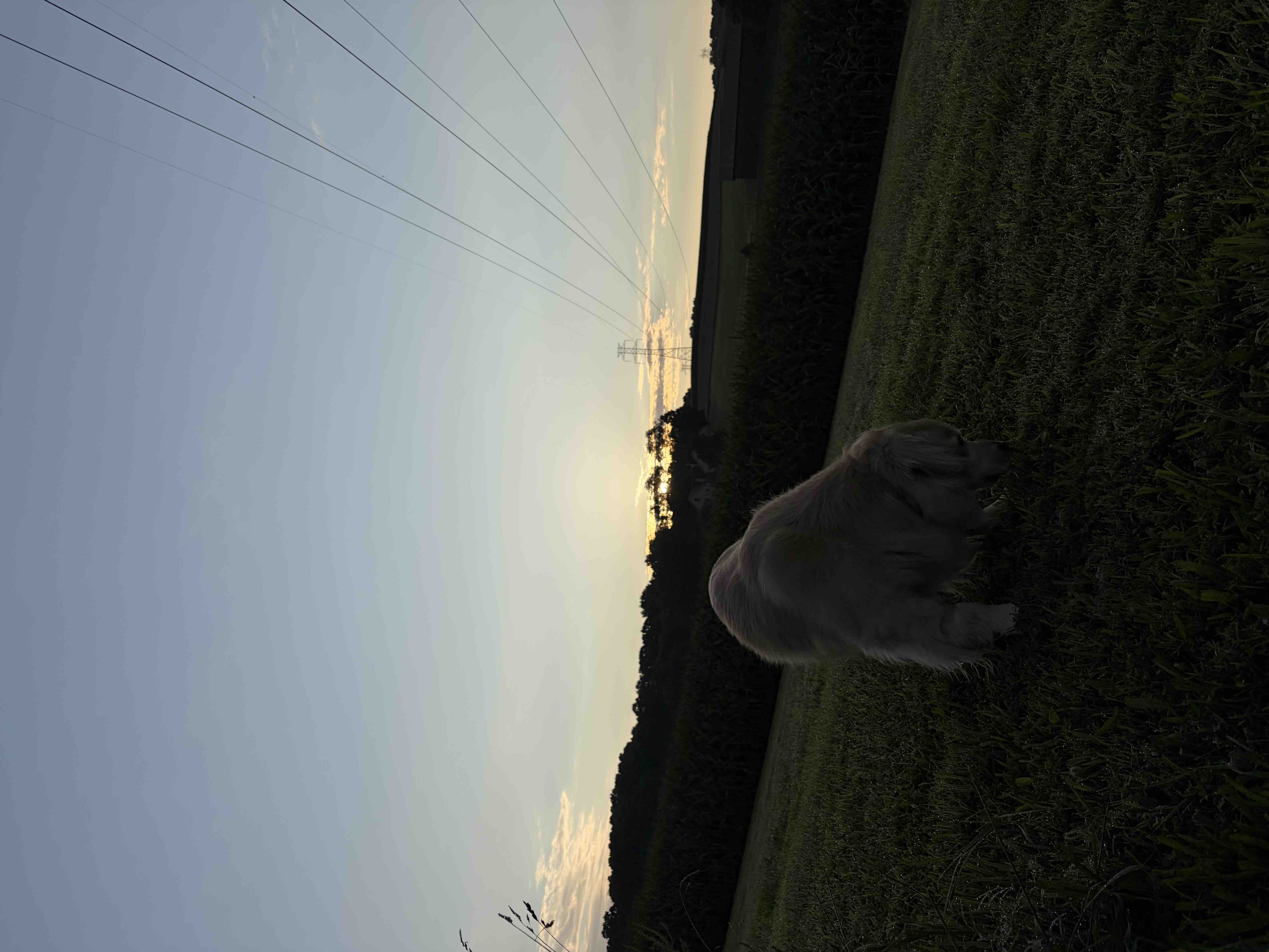 Help My Dog Recover from Emergency Surgery campaign photo, 5 of 7