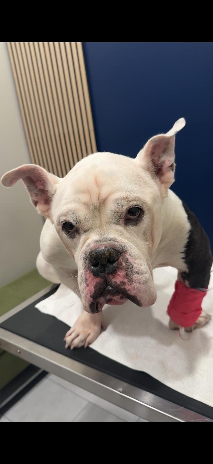 Emergency Surgery for My Best Friend's Dog campaign photo, 2 of 4
