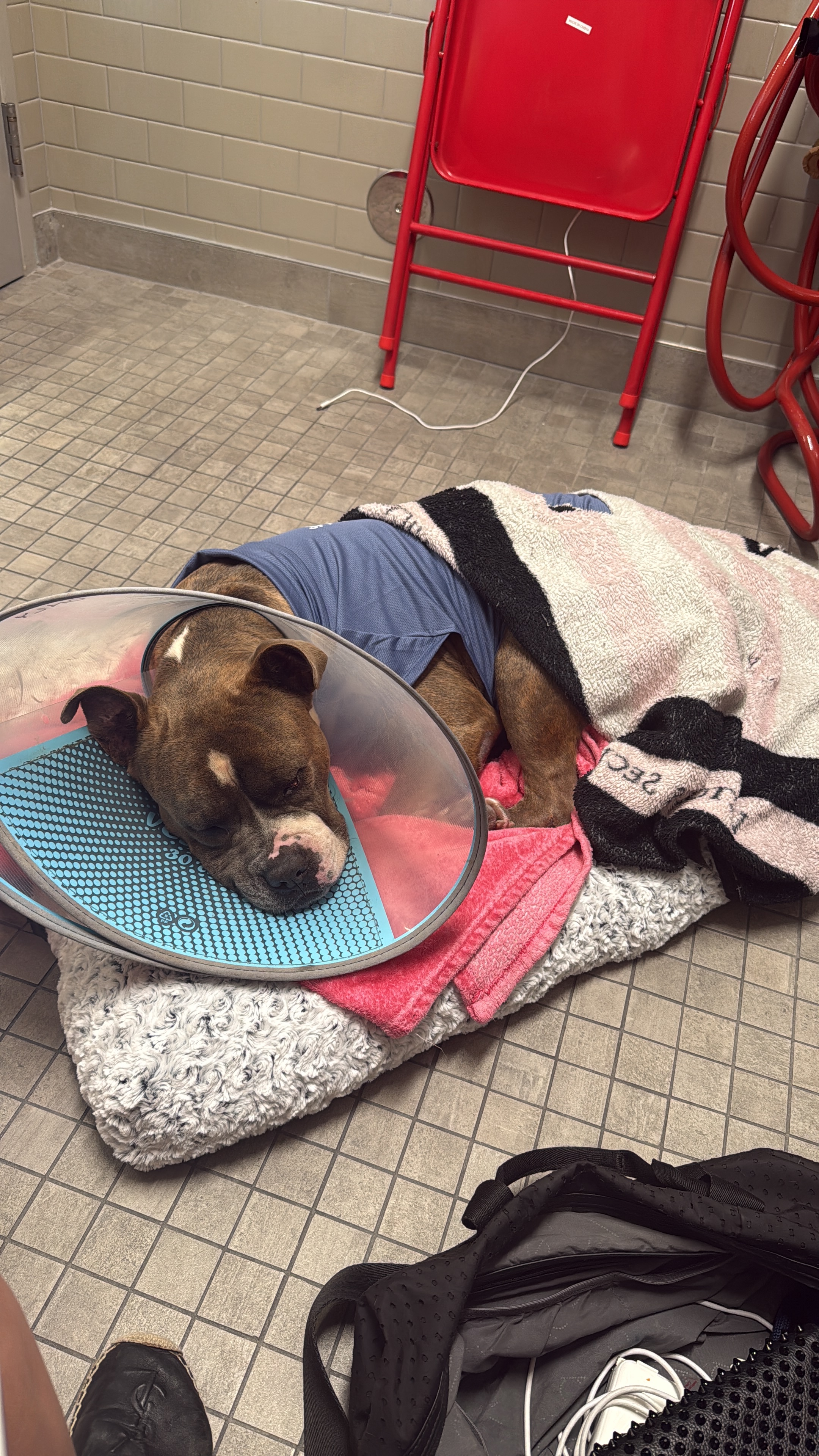 Bronco's Fight for His Life campaign photo, 7 of 8