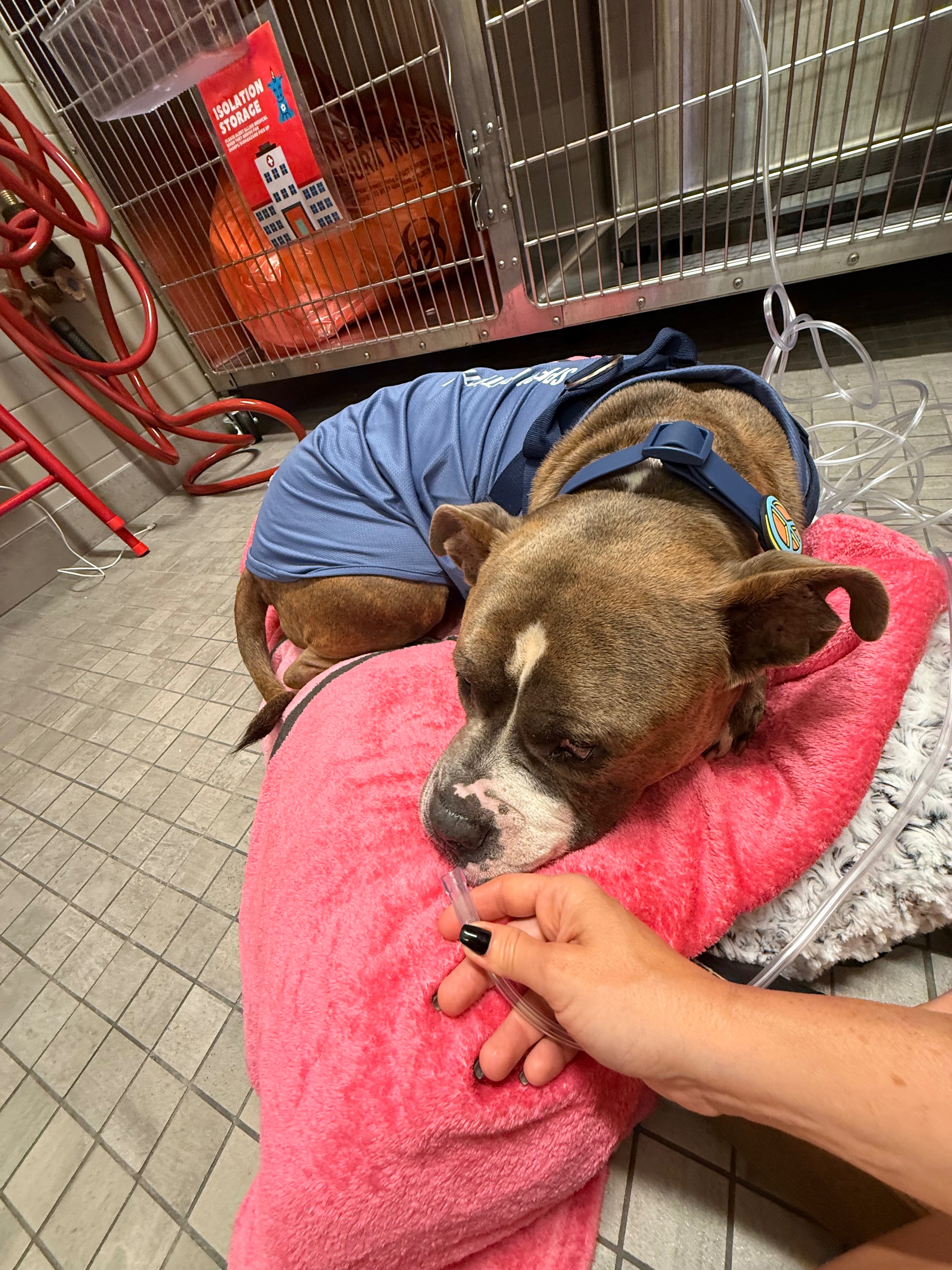 Bronco's Fight for His Life campaign photo, 2 of 8