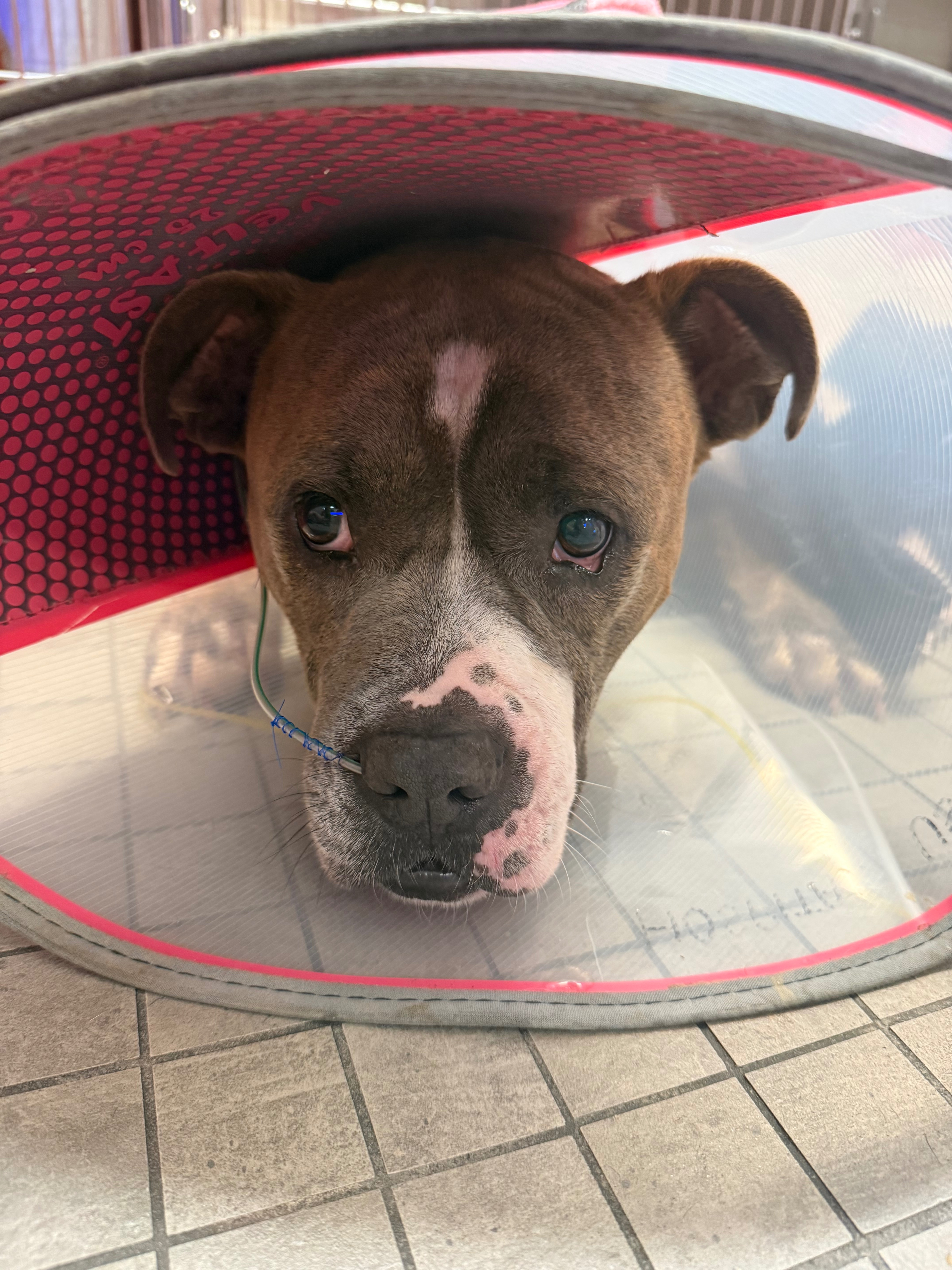 Bronco's Fight for His Life campaign photo, 4 of 8