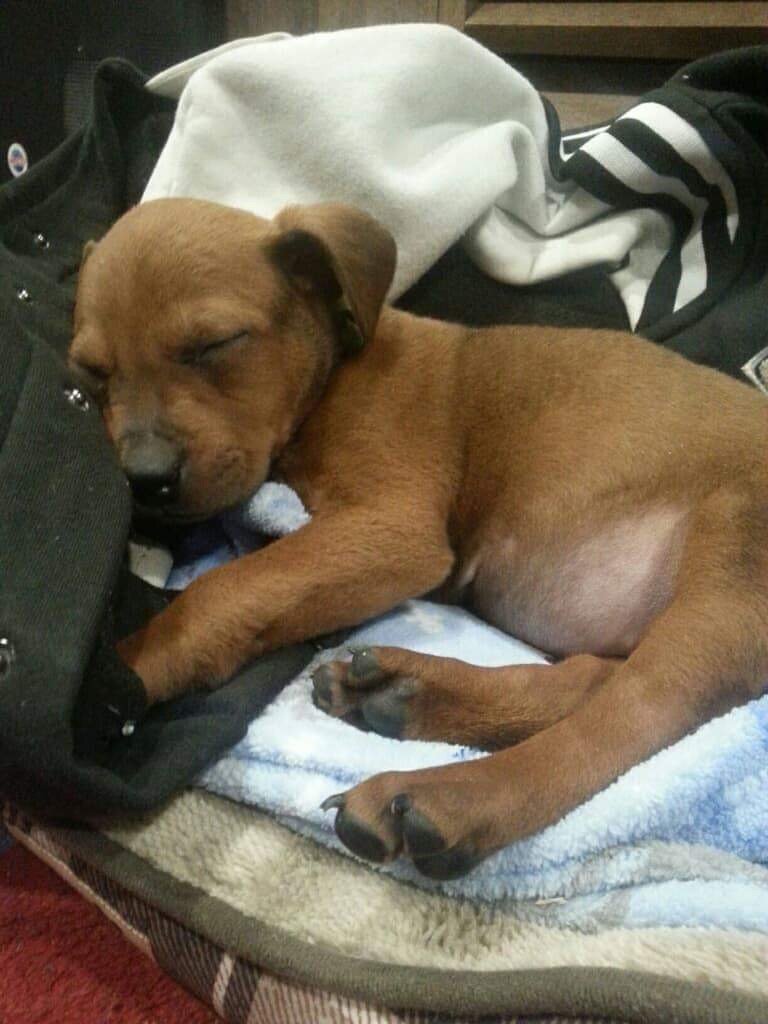 Lucy’s Emergency Surgery Recovery Fund campaign photo, 7 of 8