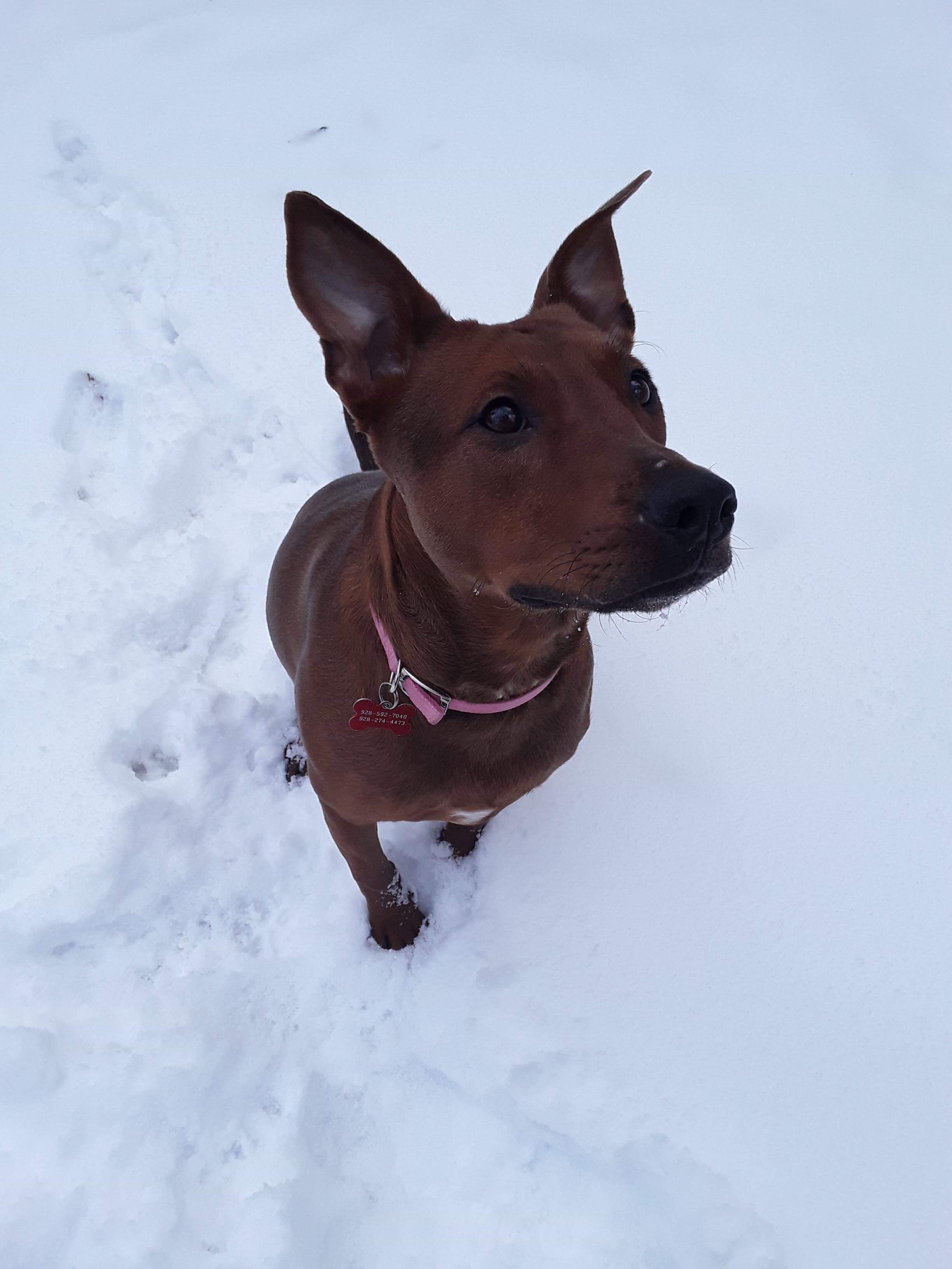 Lucy’s Emergency Surgery Recovery Fund campaign photo, 4 of 8