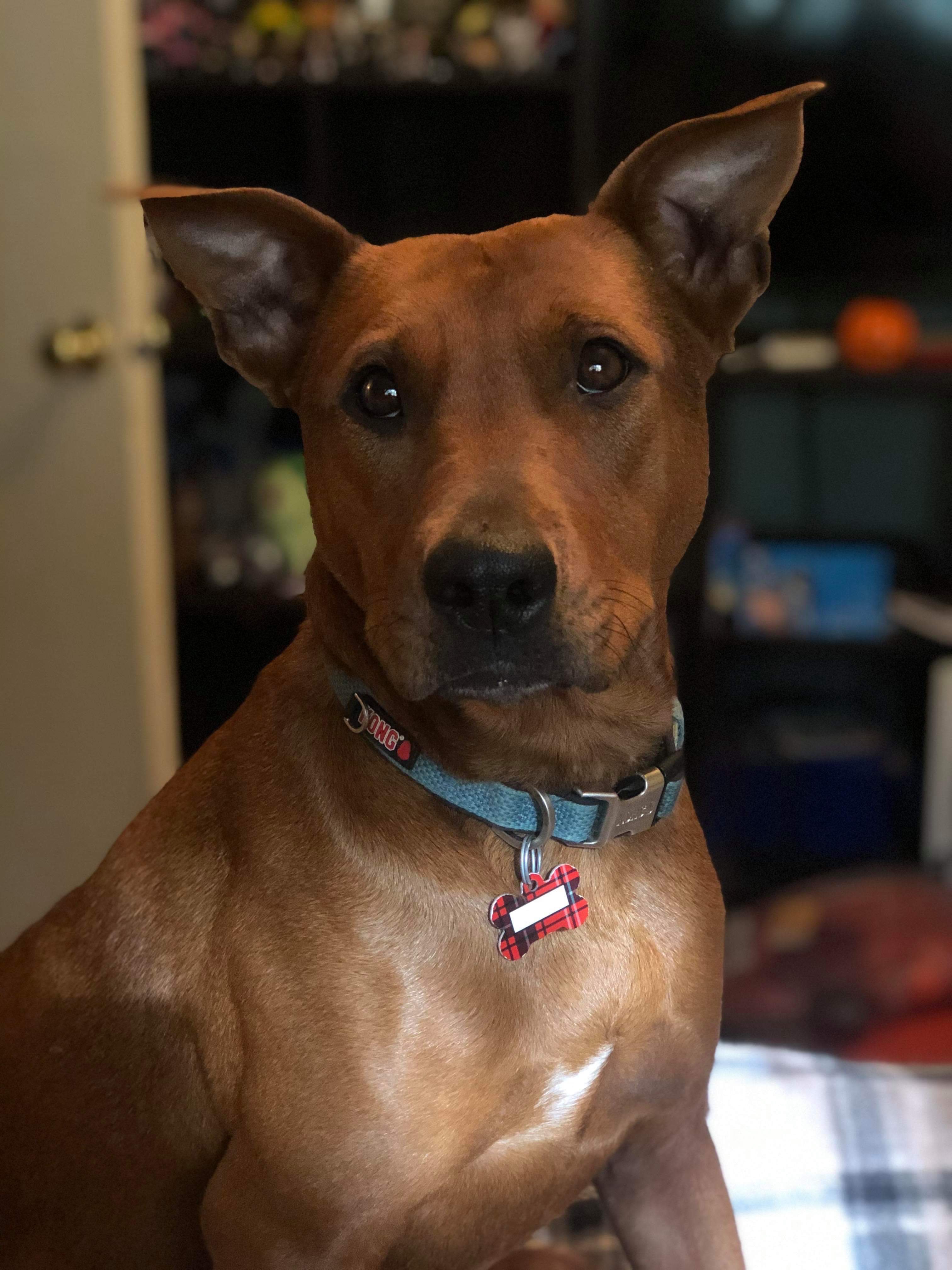 Lucy’s Emergency Surgery Recovery Fund campaign photo, 5 of 8