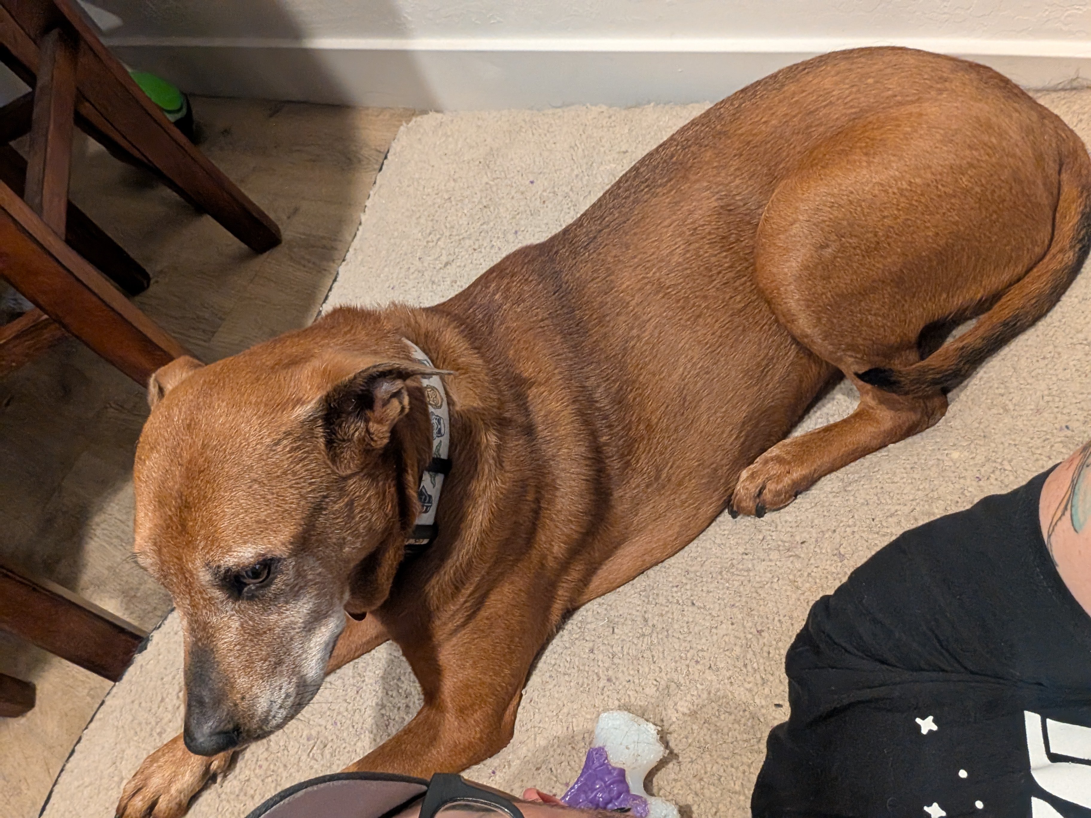 Lucy’s Emergency Surgery Recovery Fund campaign photo, 6 of 8