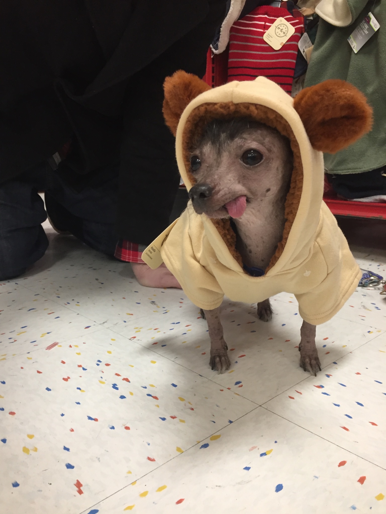 Help Roxy Get Emergency Pyometra Surgery and Care campaign photo, 7 of 8