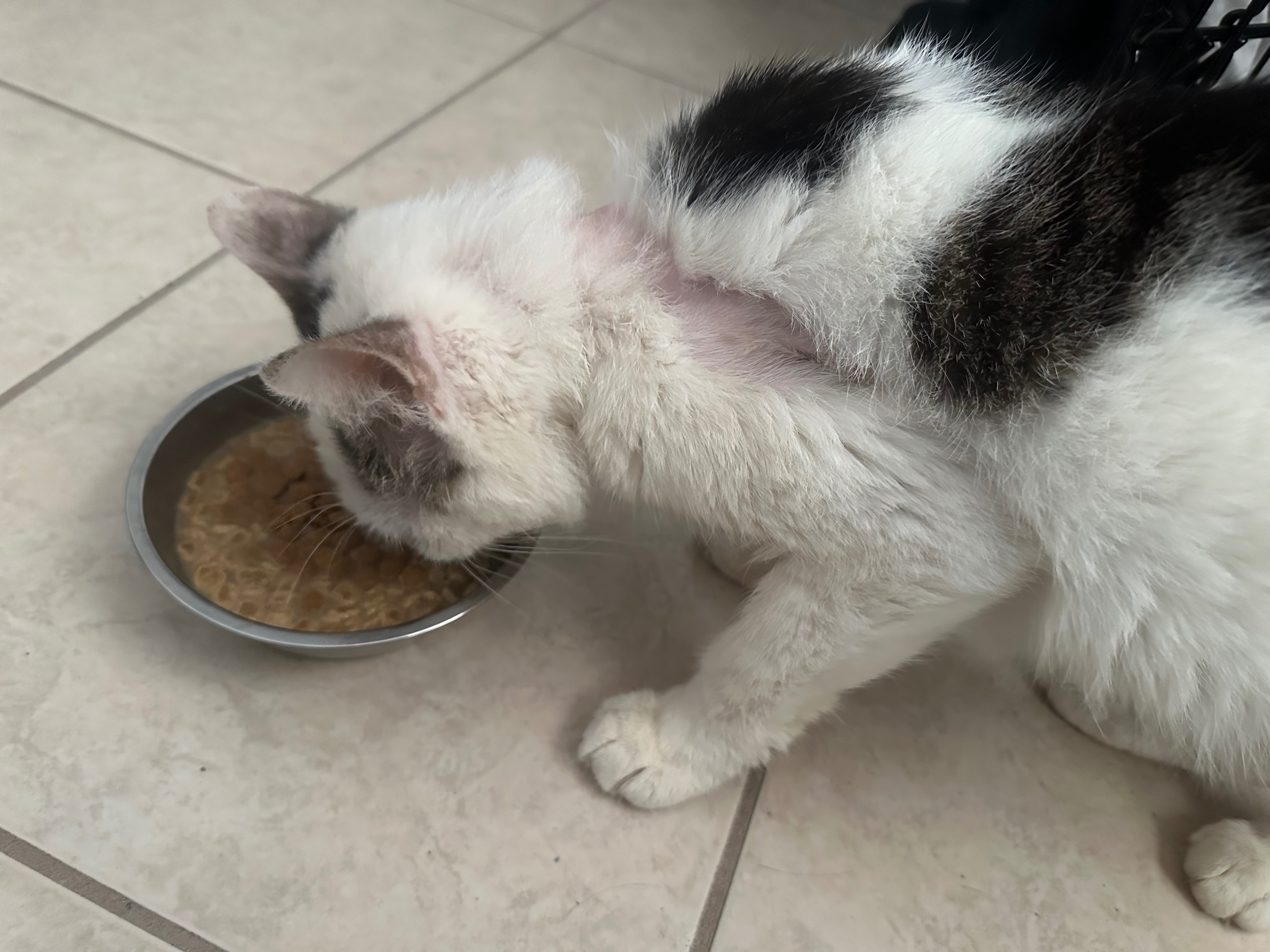 Cowboy Jim’s Vet Bills & Follow-Up Care campaign photo, 6 of 7