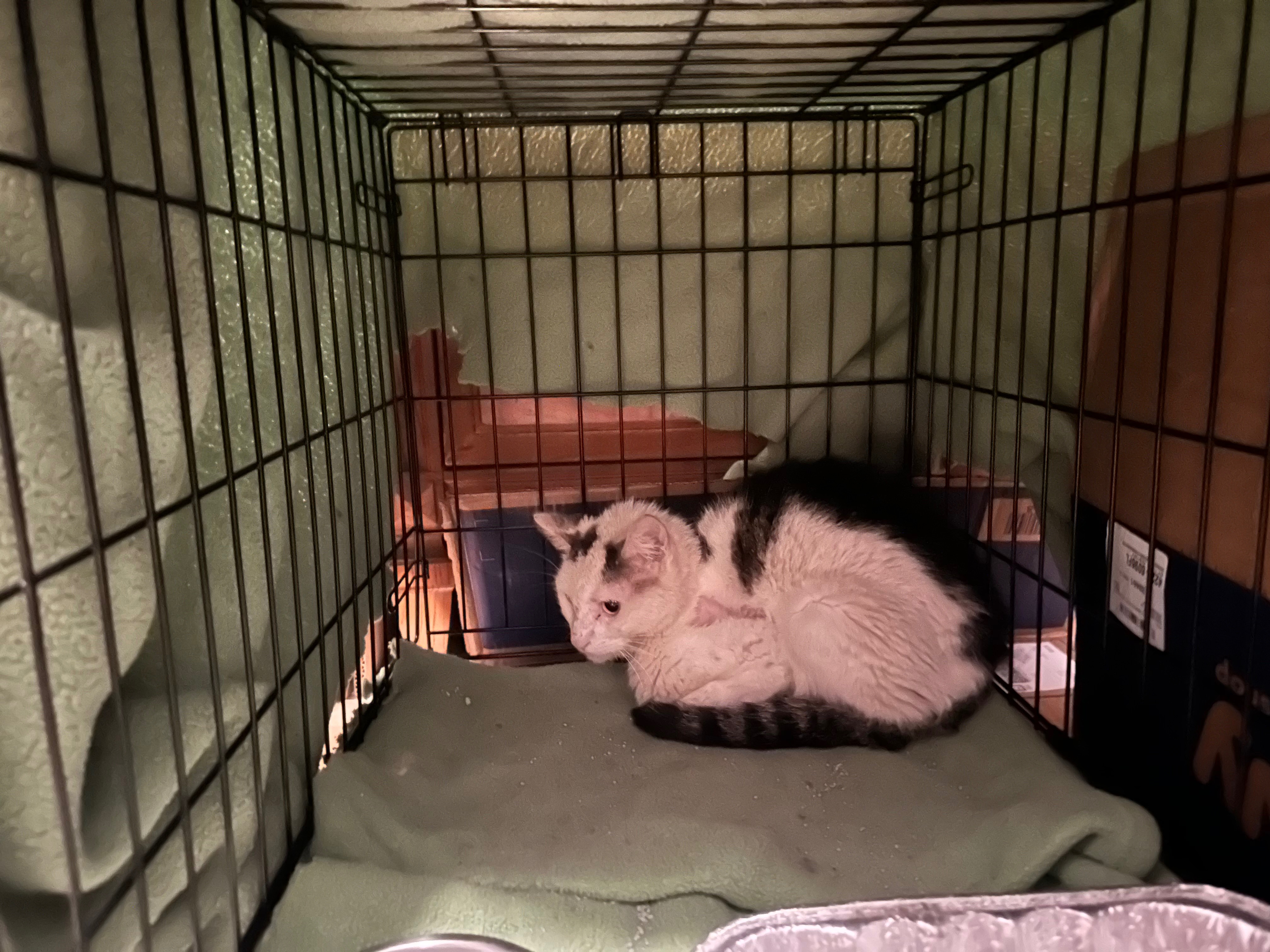 Cowboy Jim’s Vet Bills & Follow-Up Care campaign photo, 2 of 7