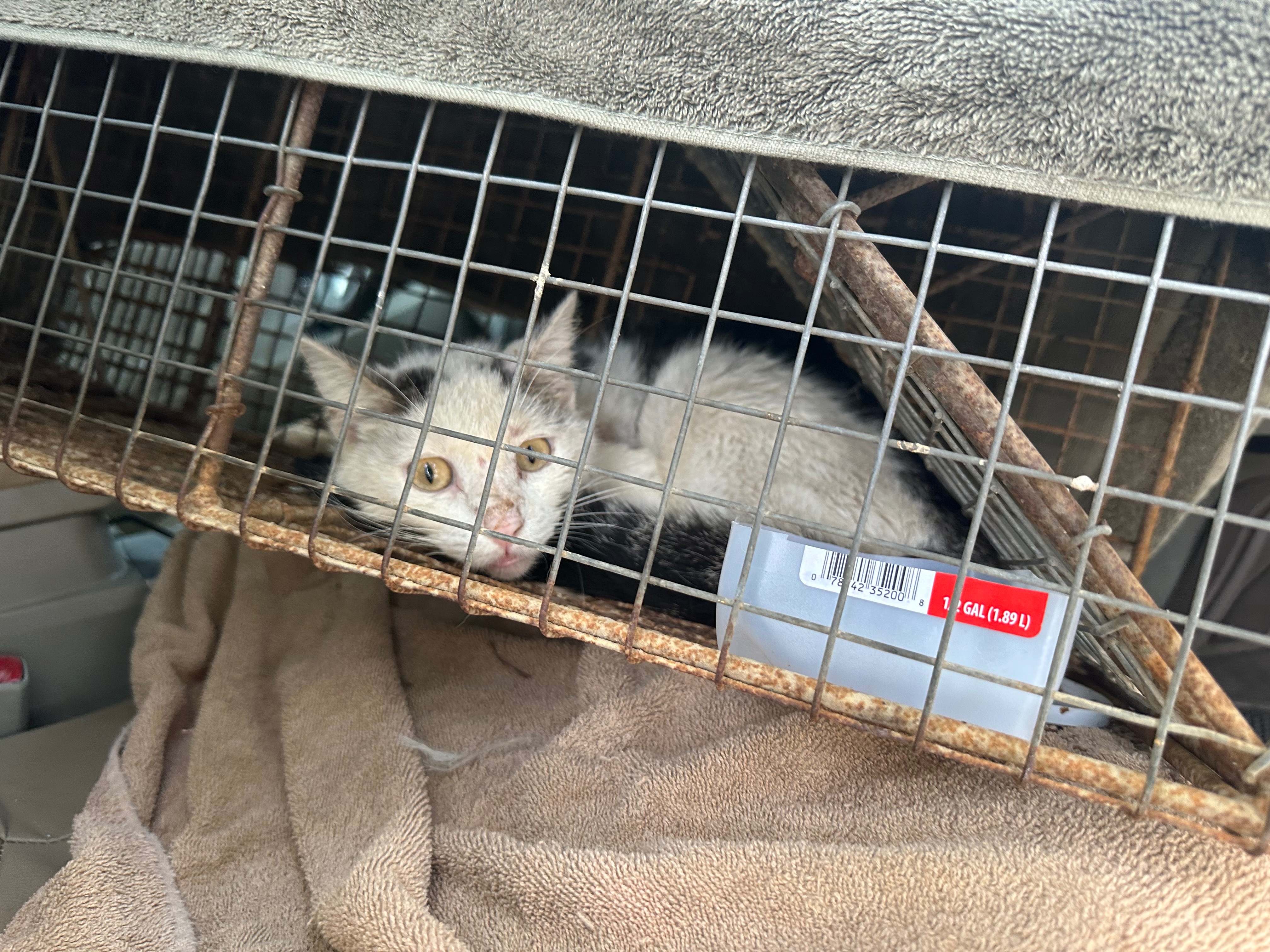 Cowboy Jim’s Vet Bills & Follow-Up Care campaign photo, 4 of 7